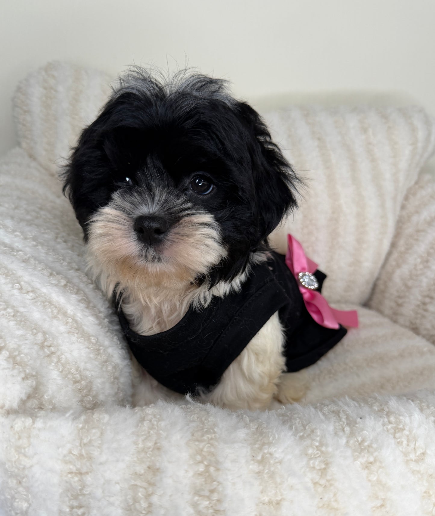 Meet Boba Female Teddy Bear 🐼🎀