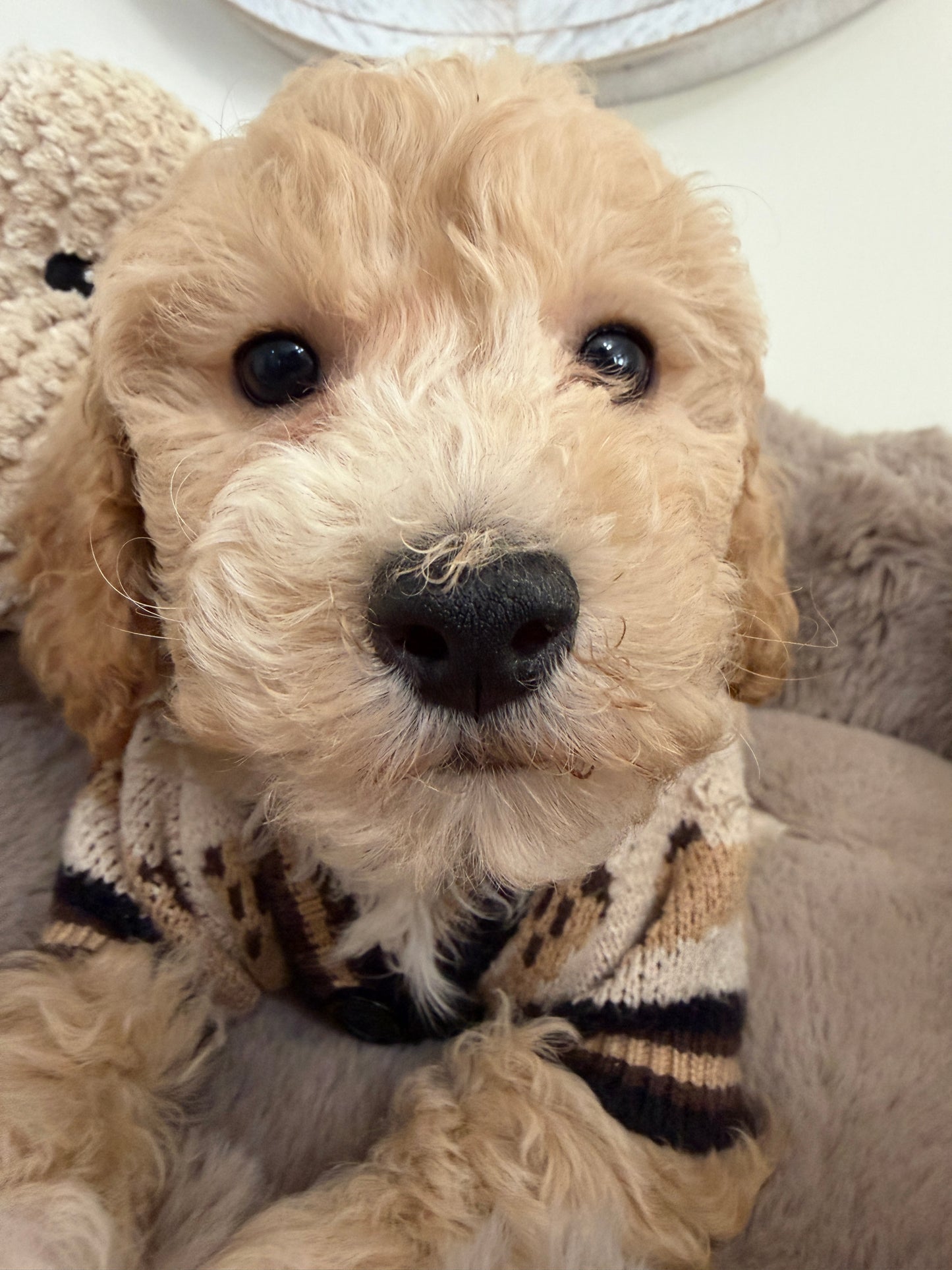 Teddy James🤎 | Male Maltipoo
