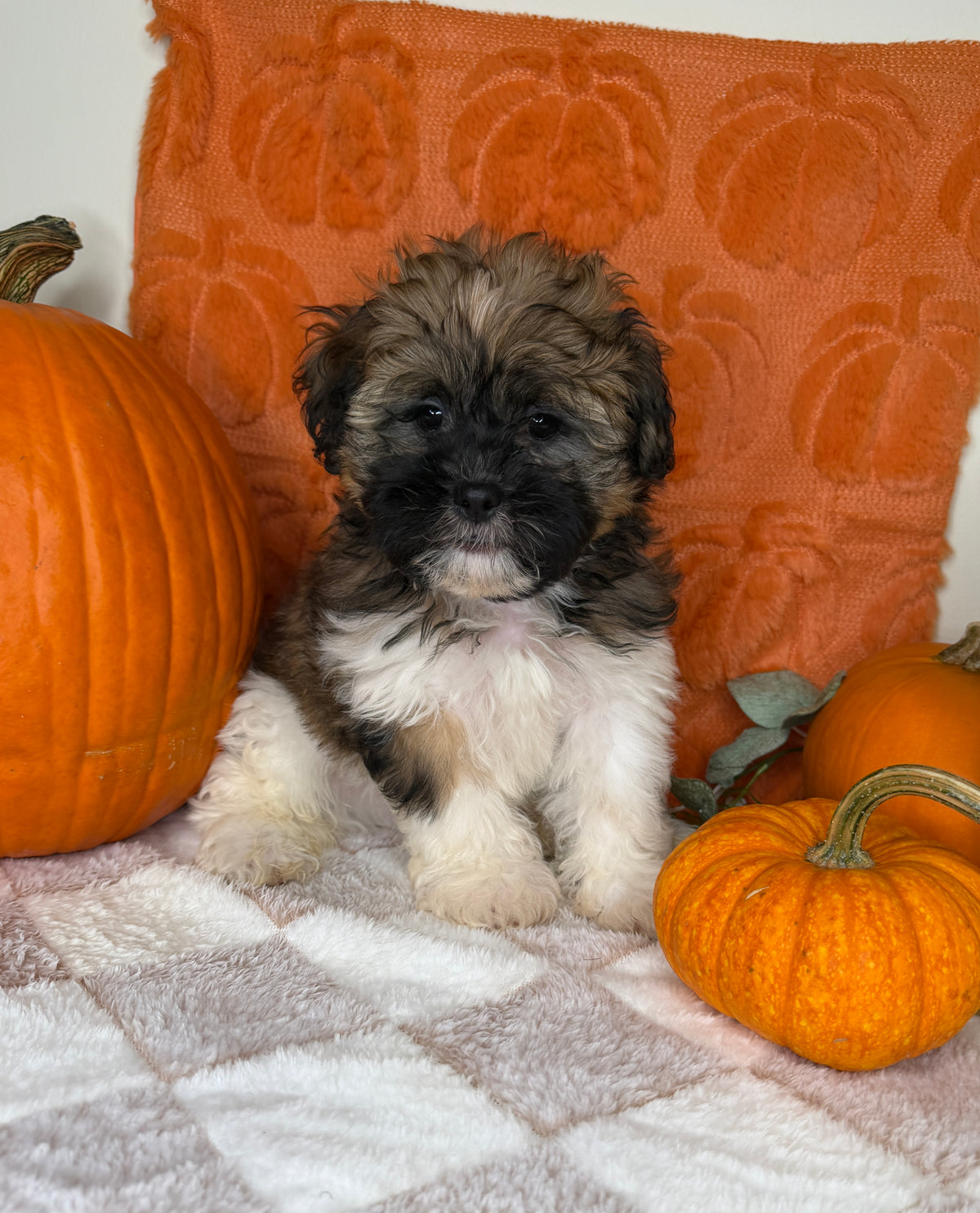 Bentley: Teddy Bear
