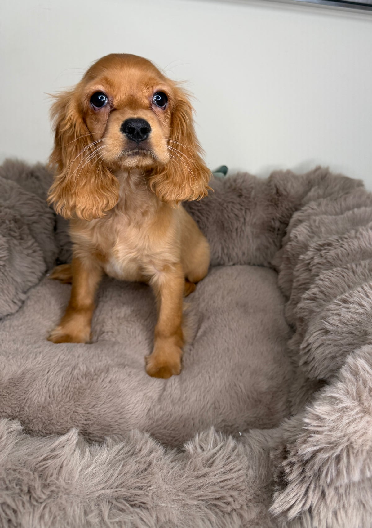 Meet Honey 🍯🤎 Female Cocker Spaniel