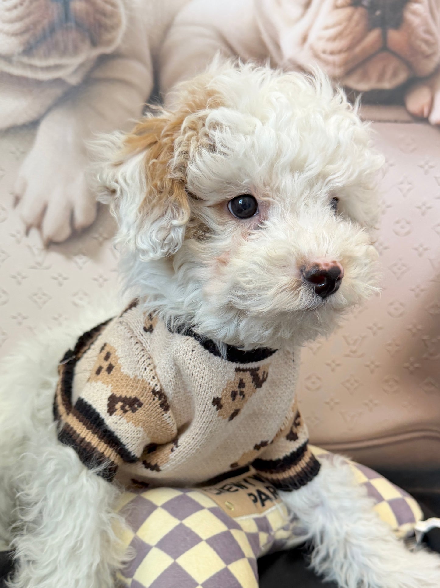 “Theo James” Toy Poodle • Male
