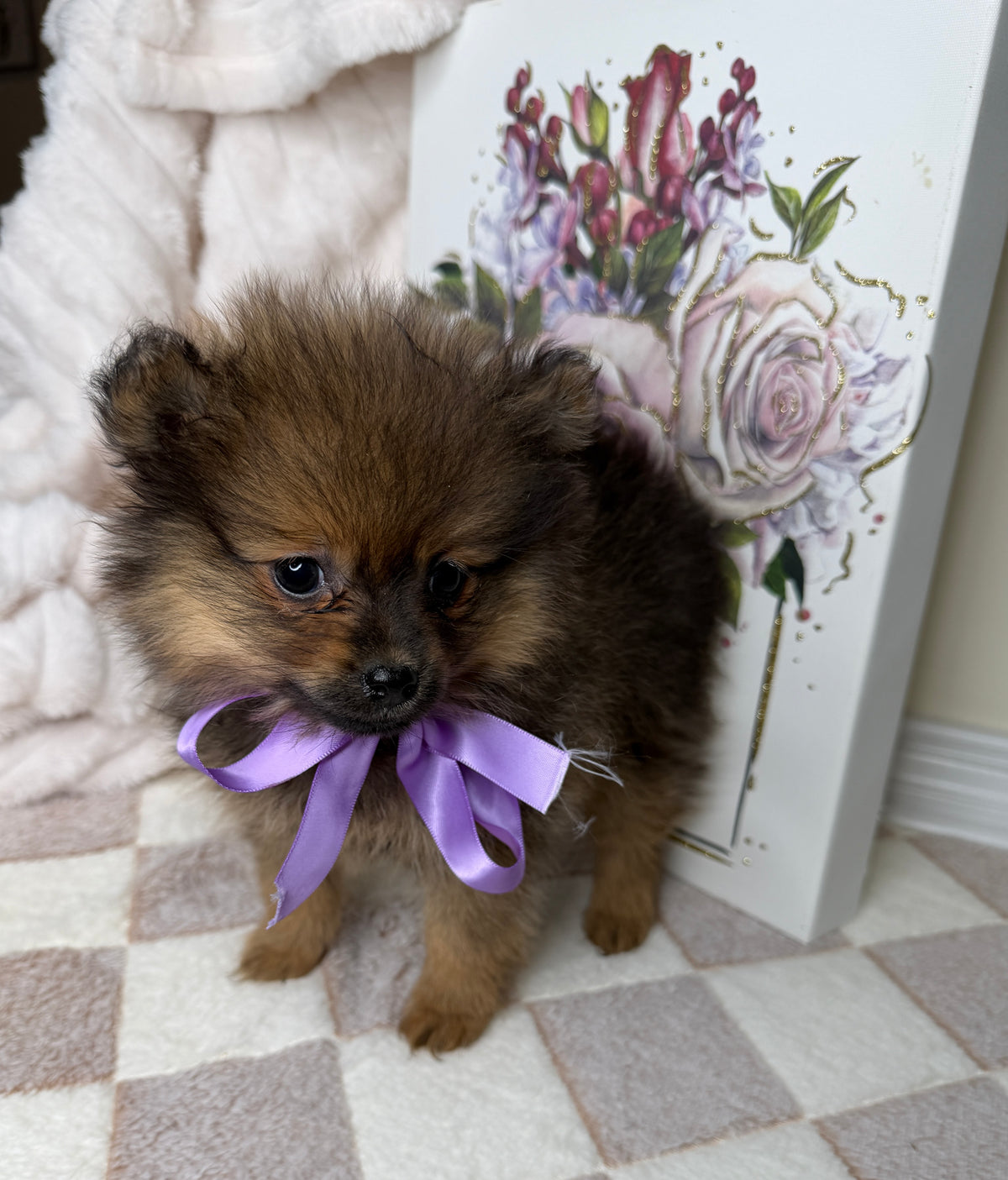 CoCo 🎀 | Female Toy Pomeranian