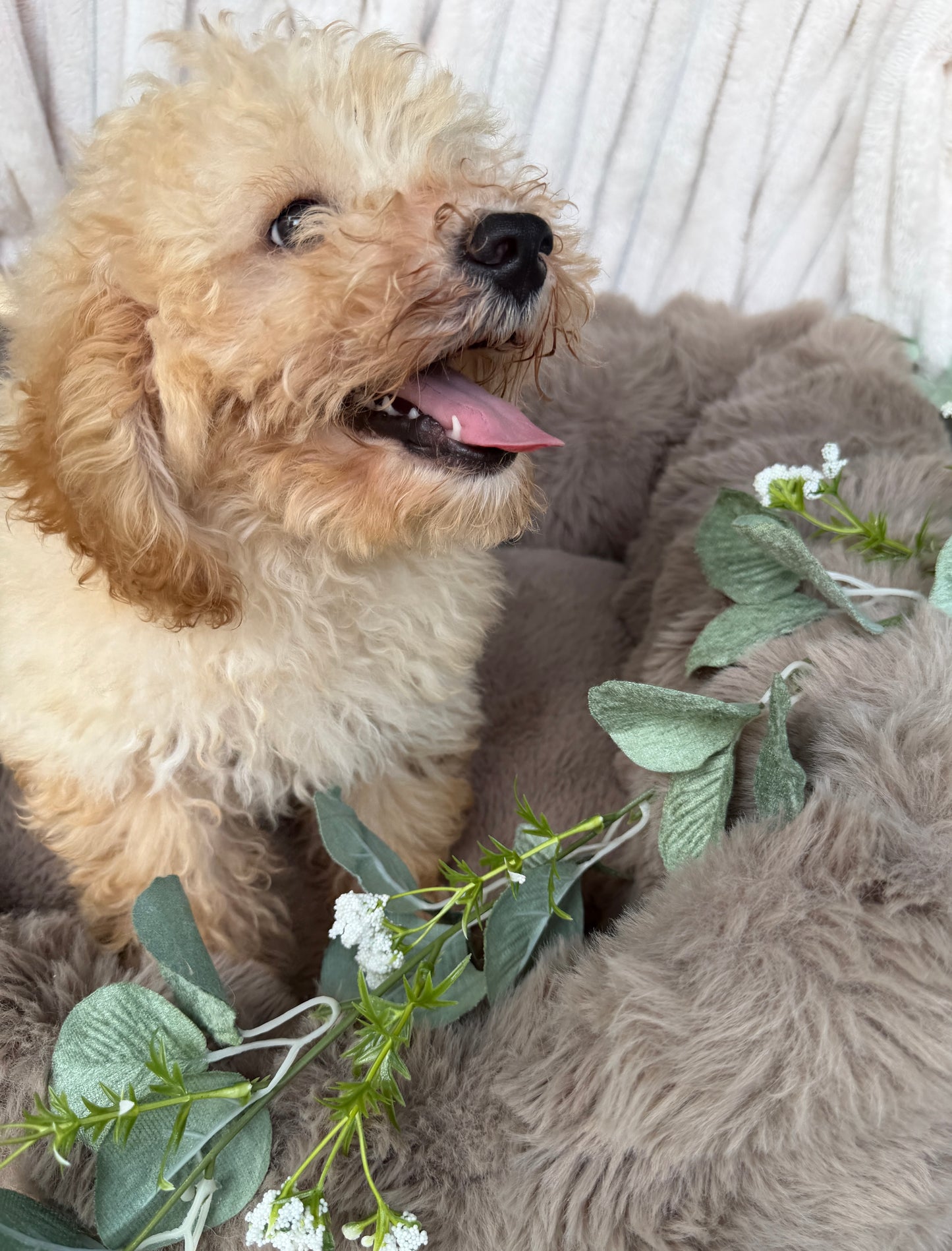 Houston 🧸 | Male Teddy Bear Puppy