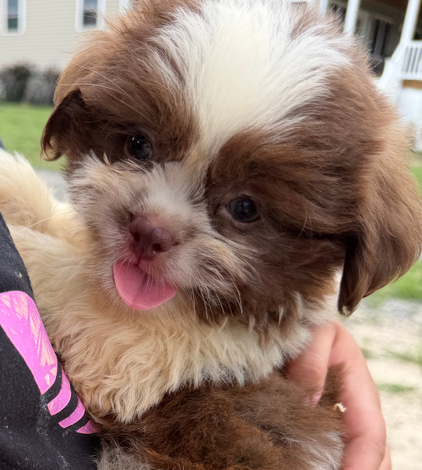 Chewy 🧸 | Male Teddy Bear Puppy