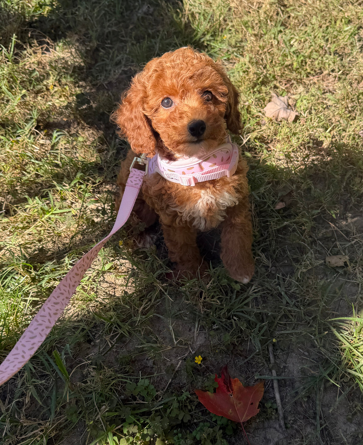 Ruby Rose 🌹 Toy Poodle
