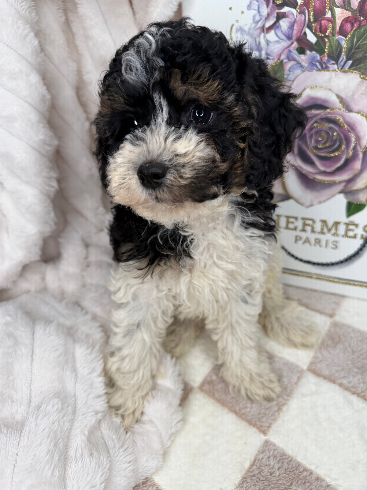 Snickers 🧸 | Male Toy Poodle Puppy