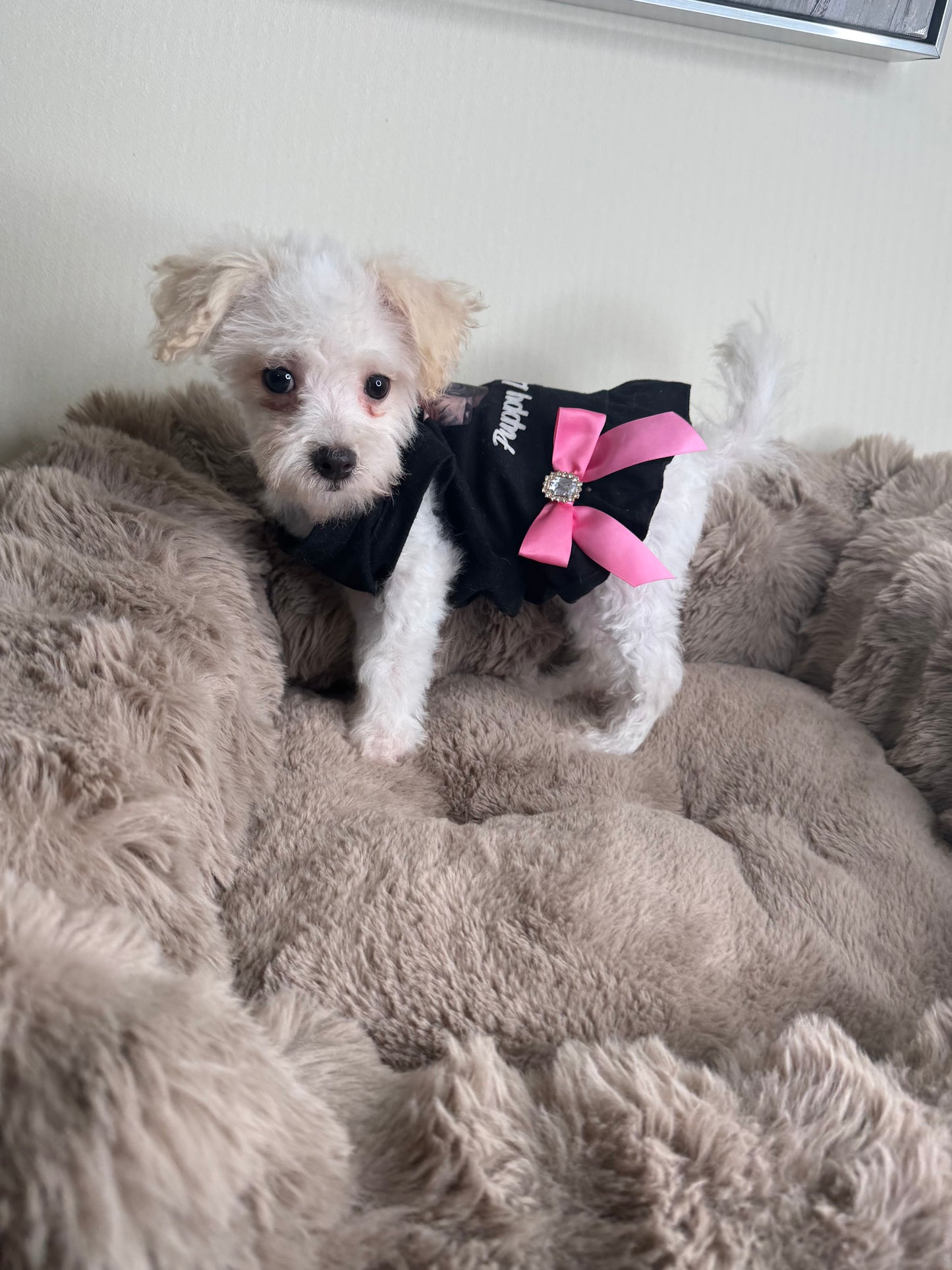 Daisy 🌼 | Female Morkie