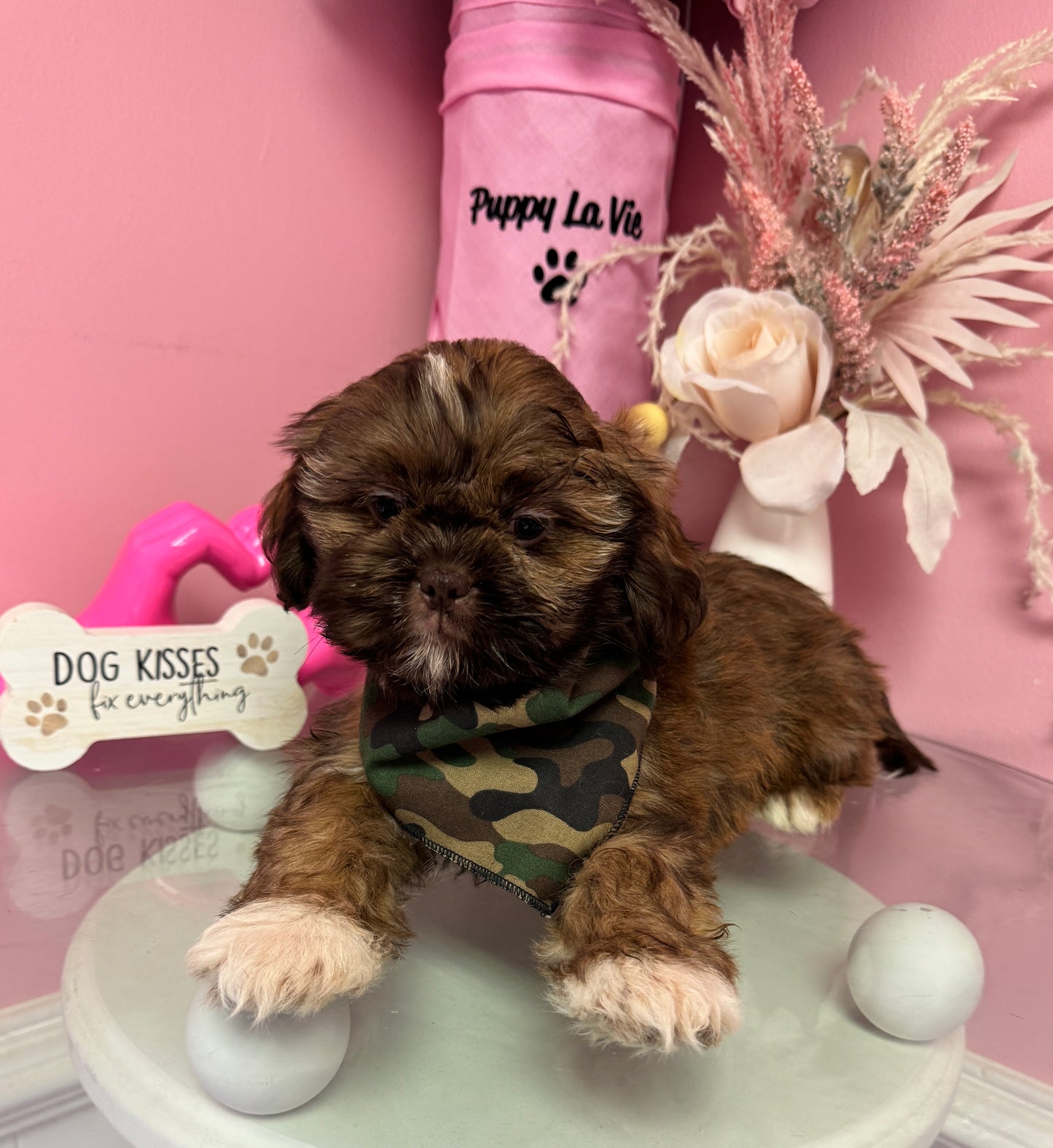 “Bentley” AKC Shih-Tzu