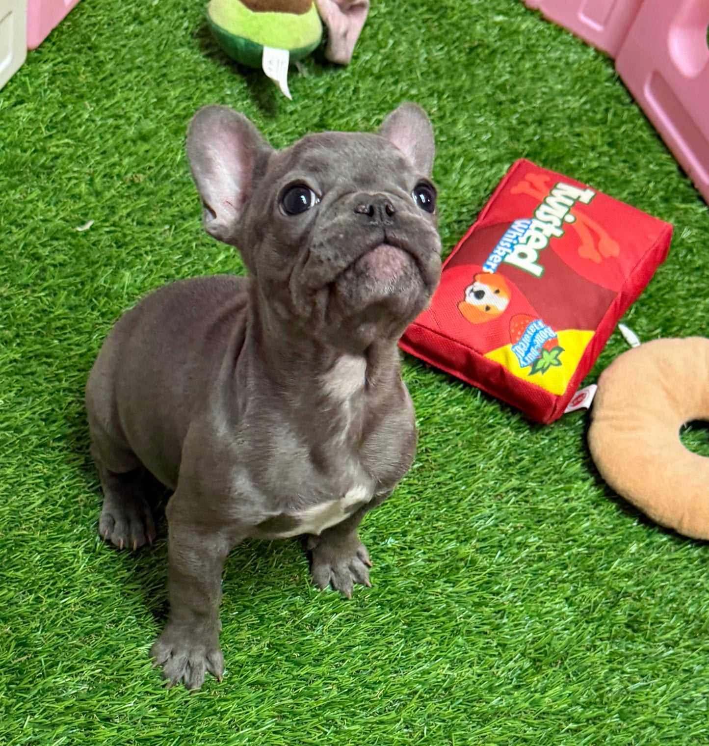 “Frankie” ACA French Bulldog