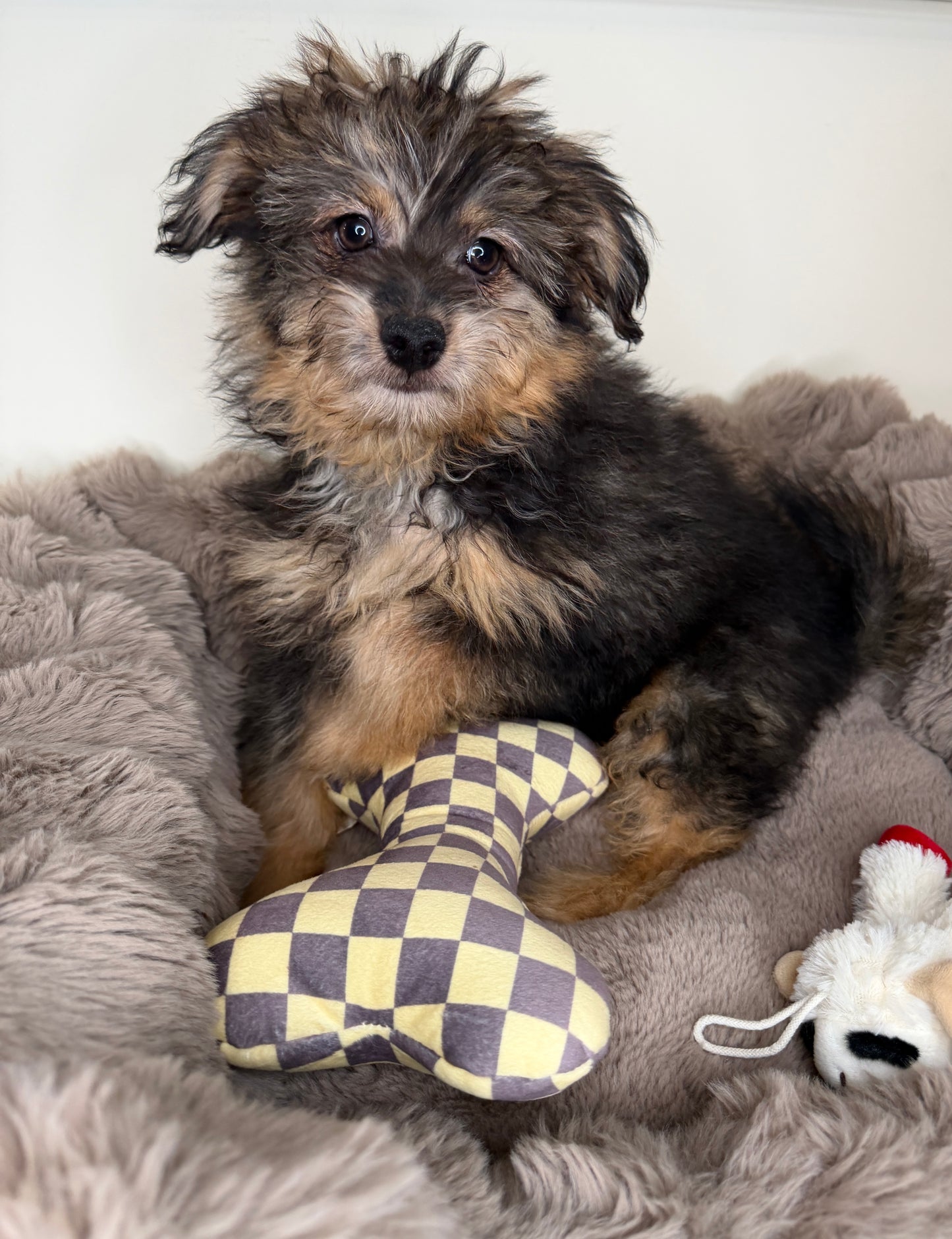 Phantom 🩶 Miniature Pomapoo!