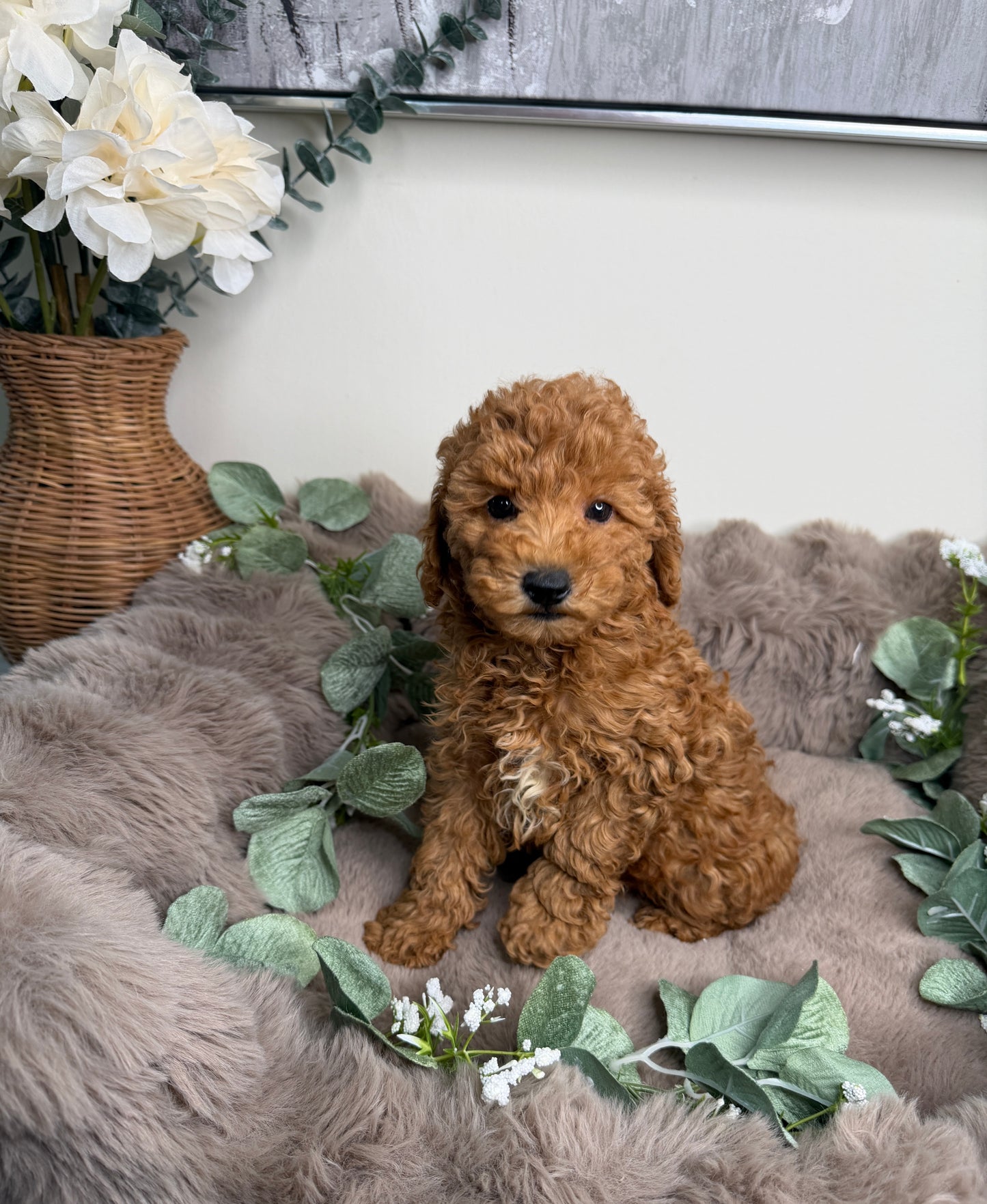 Honey 🍯 | Female Goldendoodle Puppy