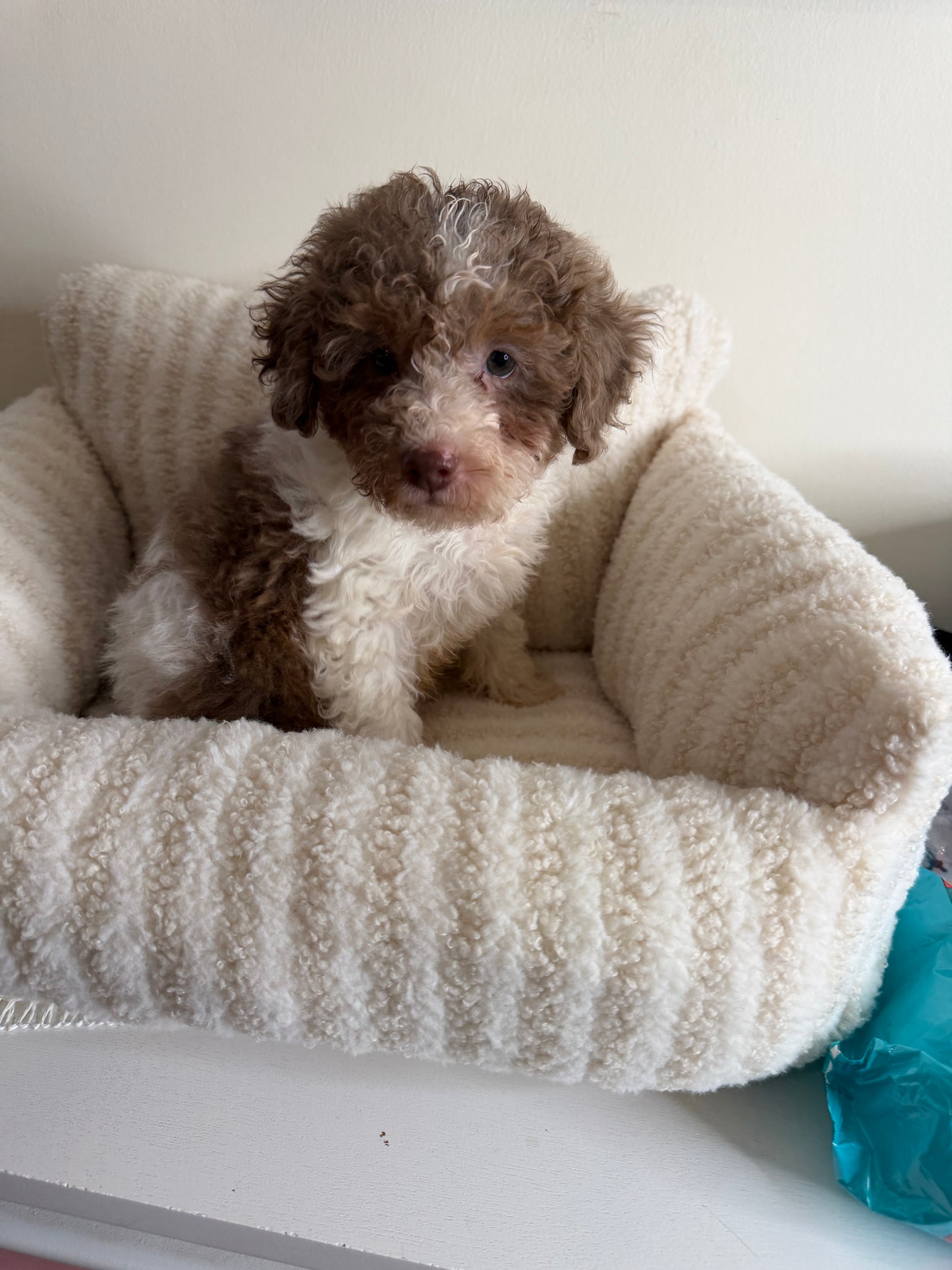 Chase 💙 | Male Toy Poodle