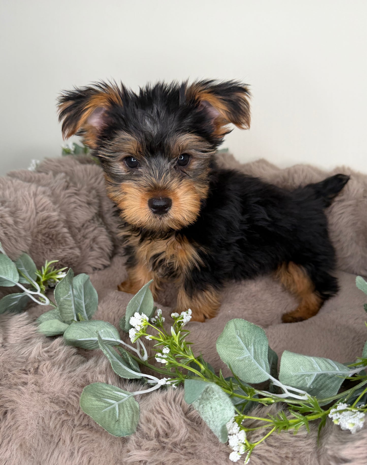 Hugo 💙 | Male Yorkshire Terrier