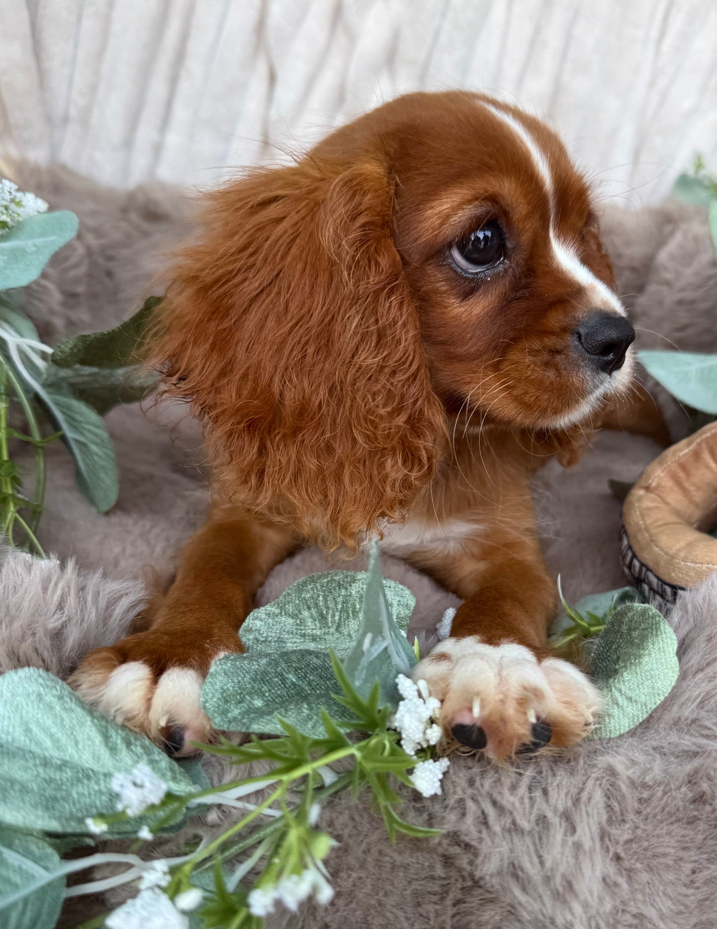 Roscoe 👑 | Male Cavalier King Charles Spaniel