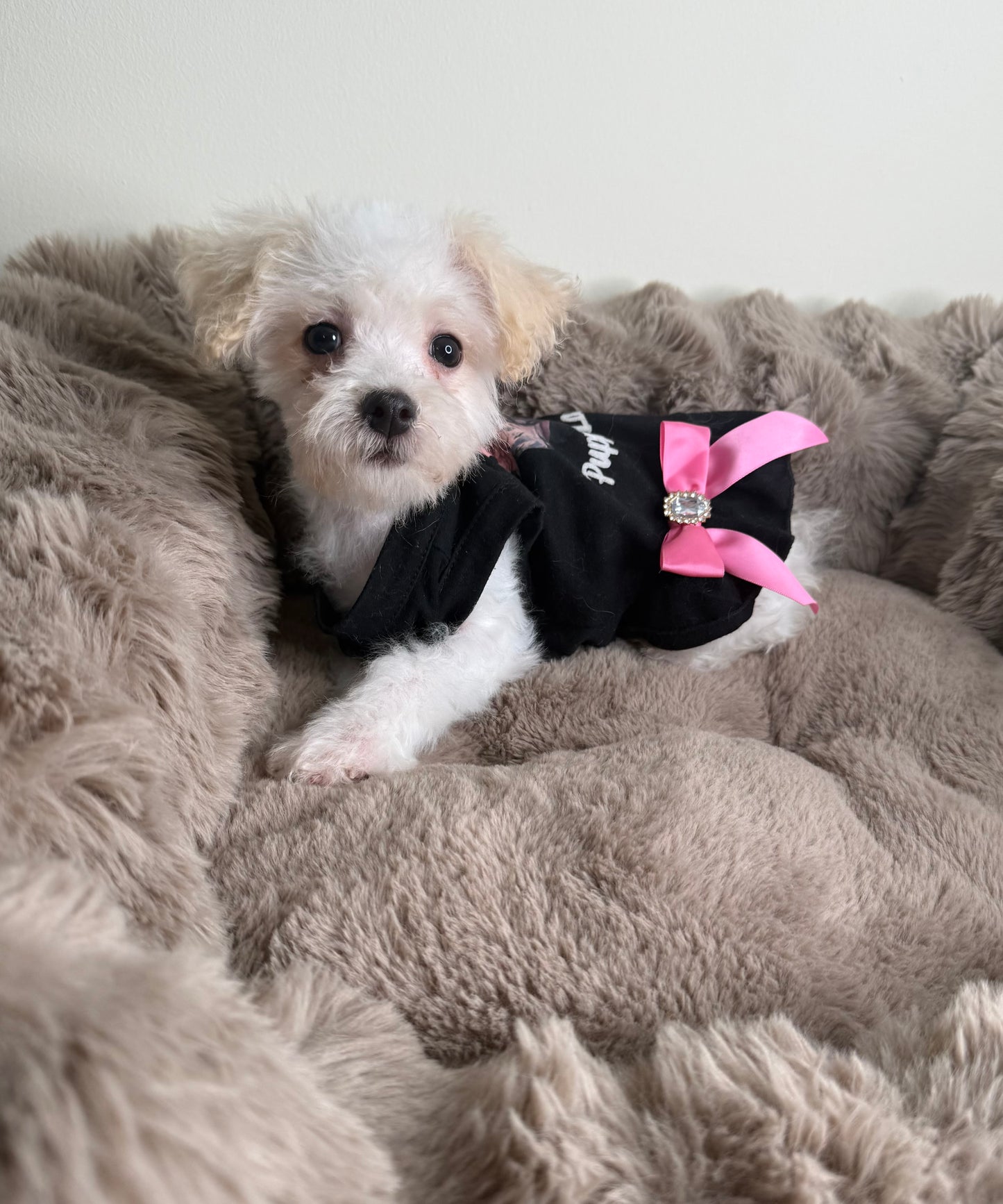Daisy 🌼 | Female Morkie
