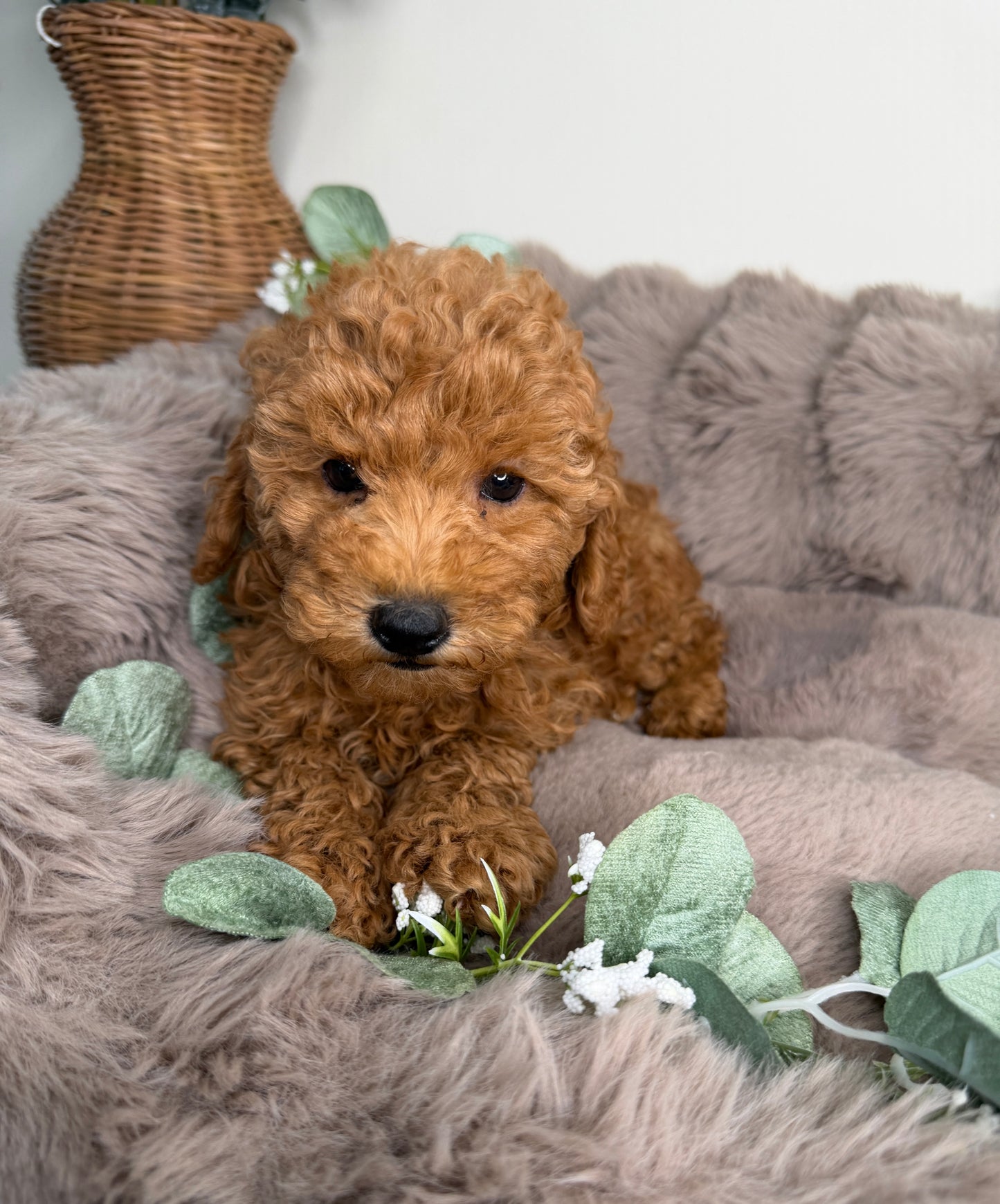 Honey 🍯 | Female Goldendoodle Puppy
