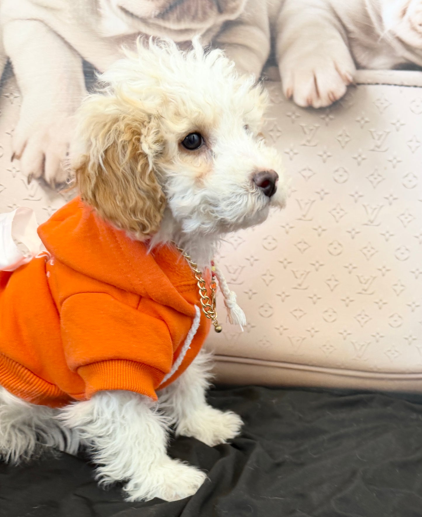 “Bella Mae” Toy Poodle • Female✨