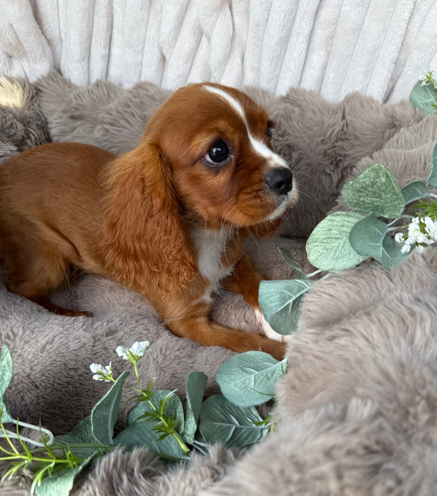 Roscoe 👑 | Male Cavalier King Charles Spaniel