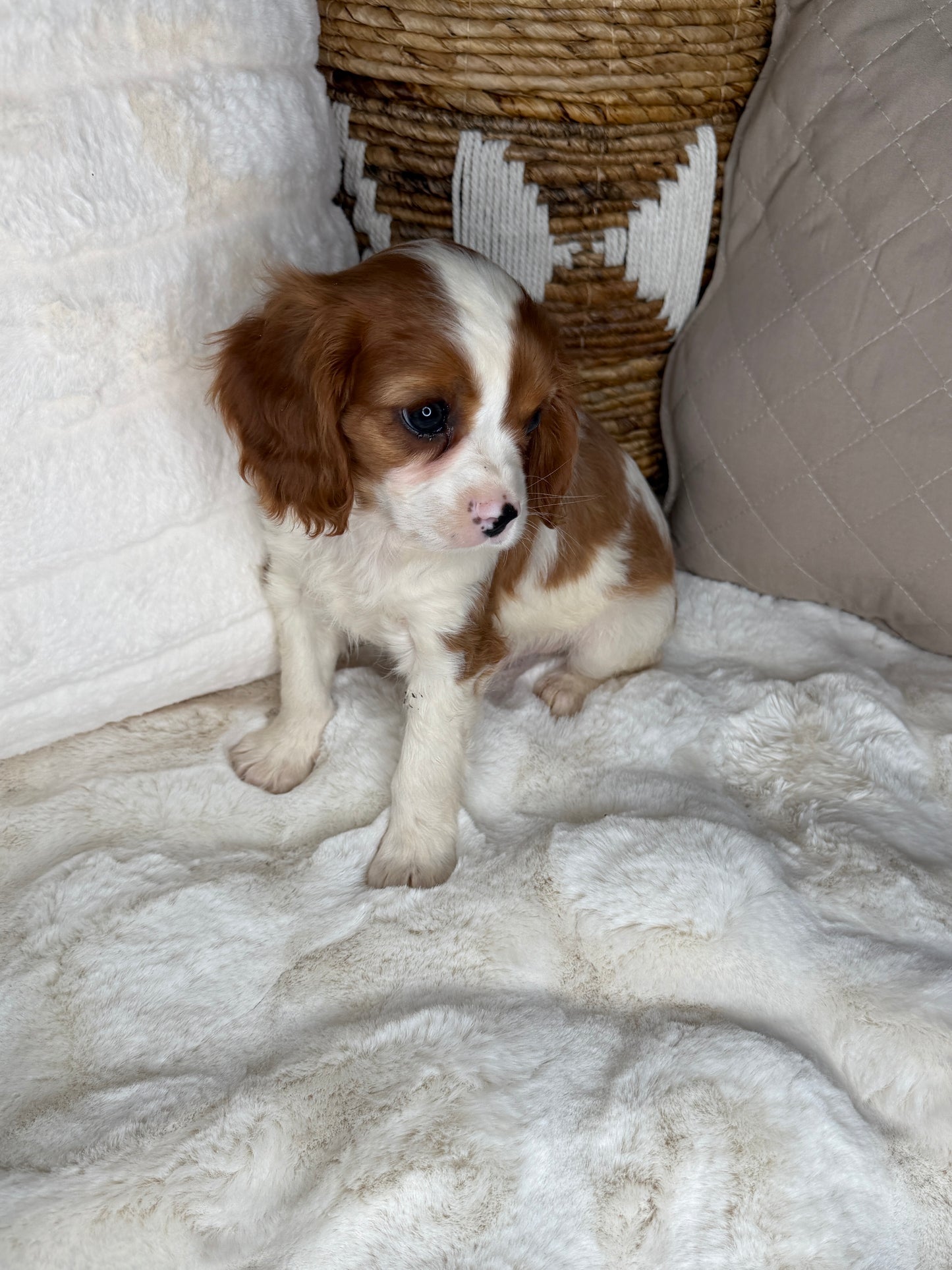 Leo: Male Cavalier King Charles Spaniel