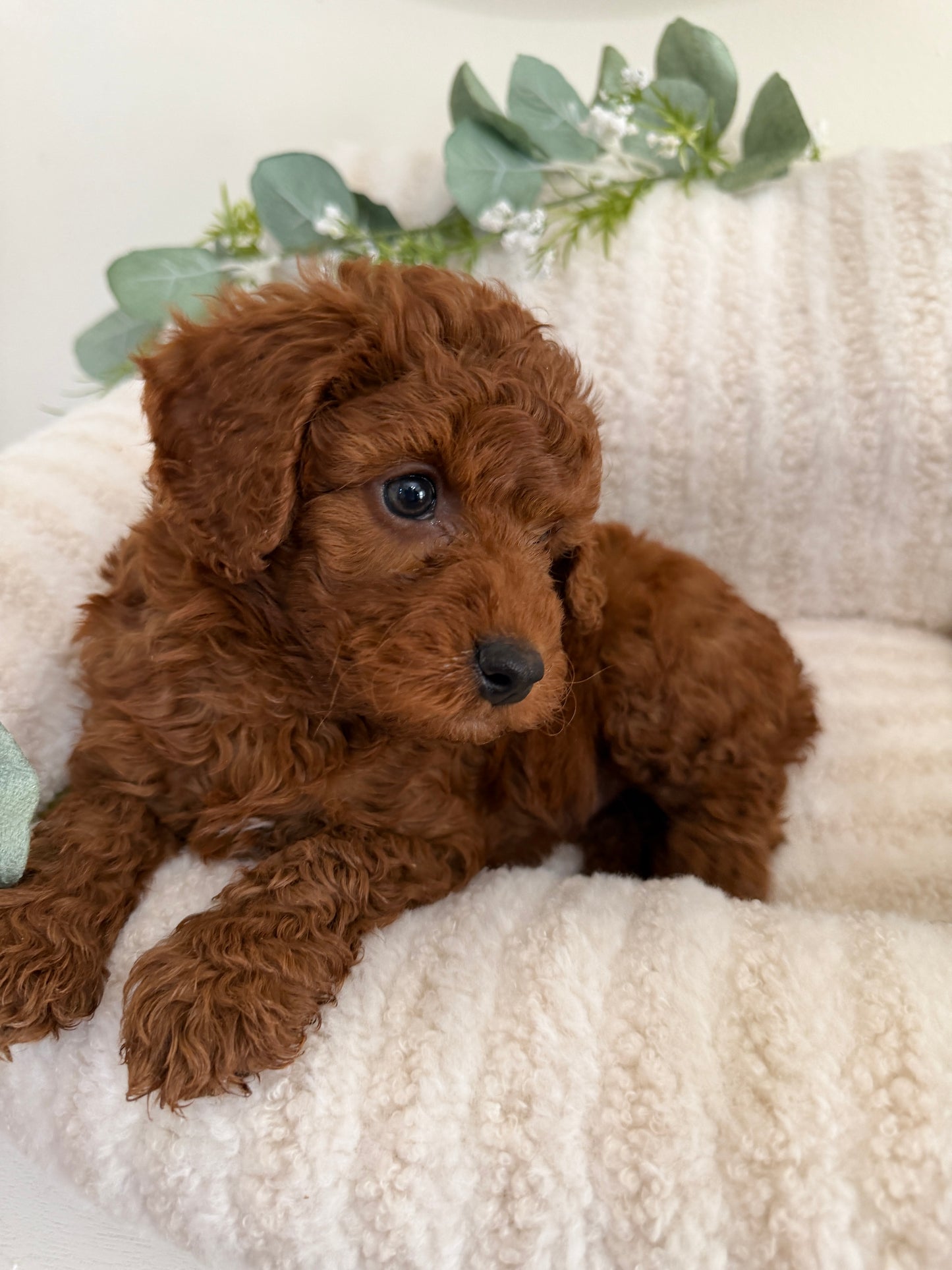Dallas Walker 🤎 Cavapoo