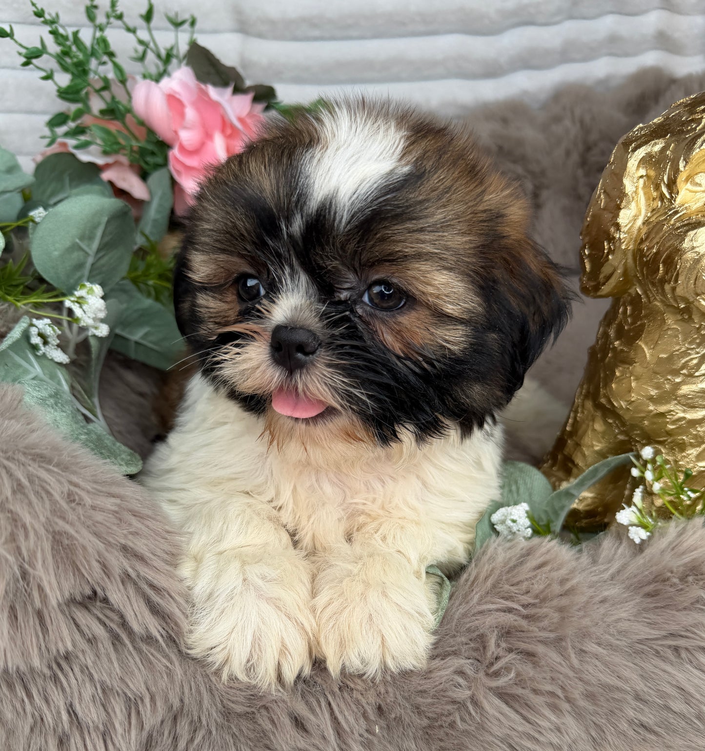 Chyna 🤍 | Female Teddy Bear Puppy