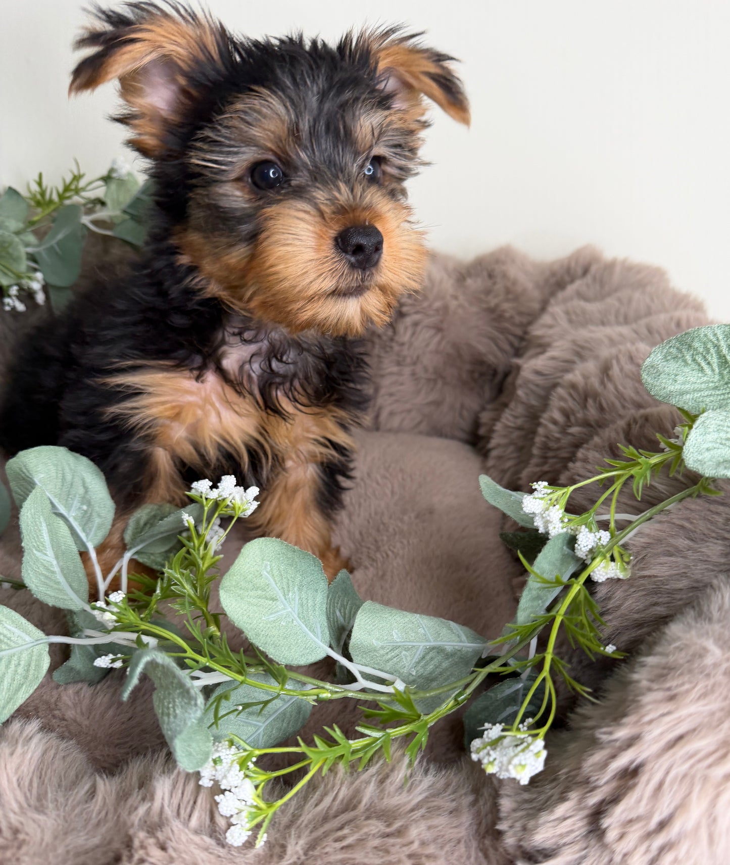 Hugo 💙 | Male Yorkshire Terrier