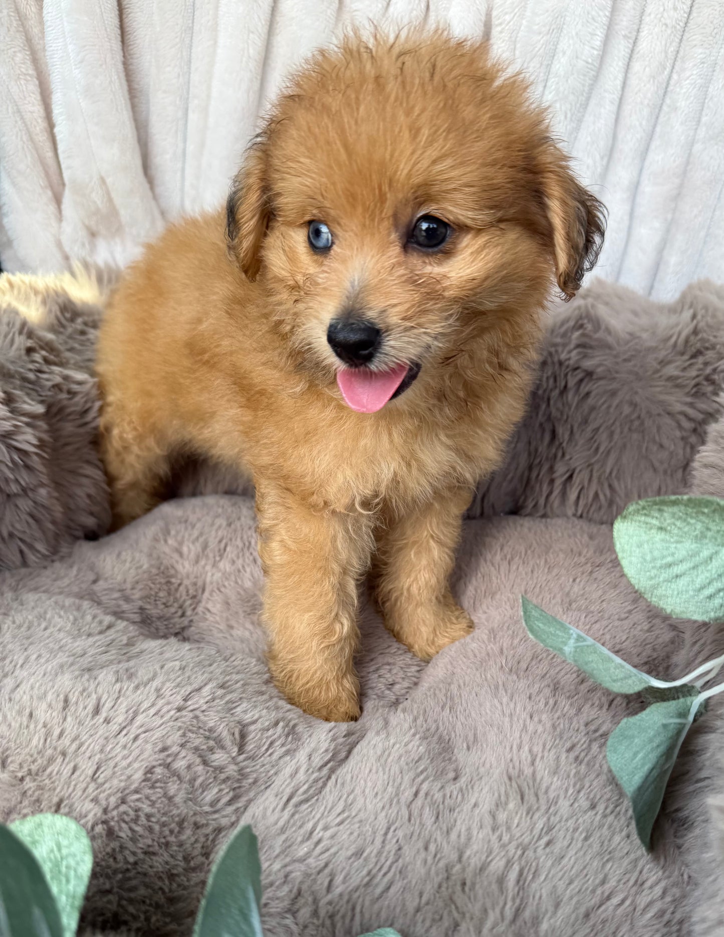 Xena 💖 | Female PomaPoo Puppy