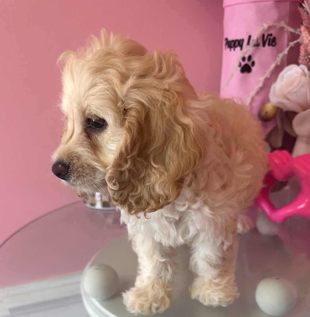 “Luna” ICA Cockapoo