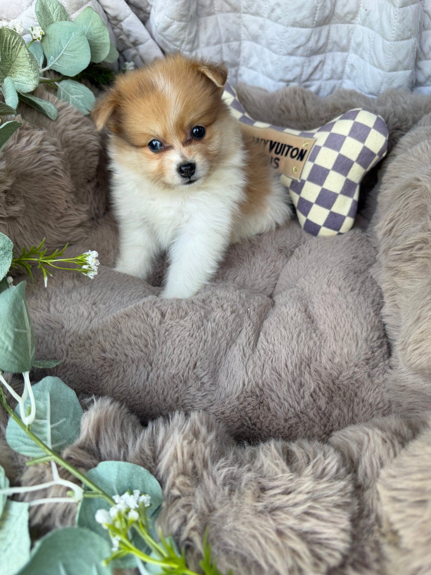 Millie Mae 🩷 | Female Toy Pomeranian
