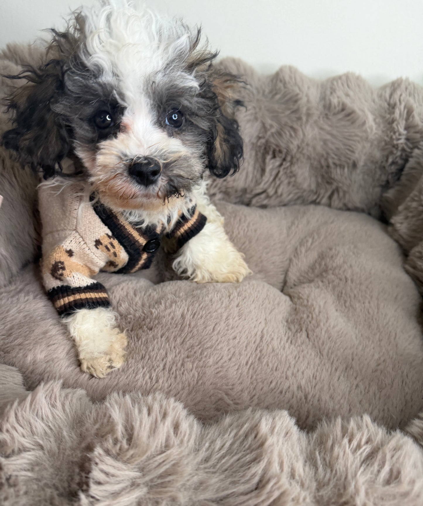 Phillip “Phil” 🐾 | Male Maltipoo