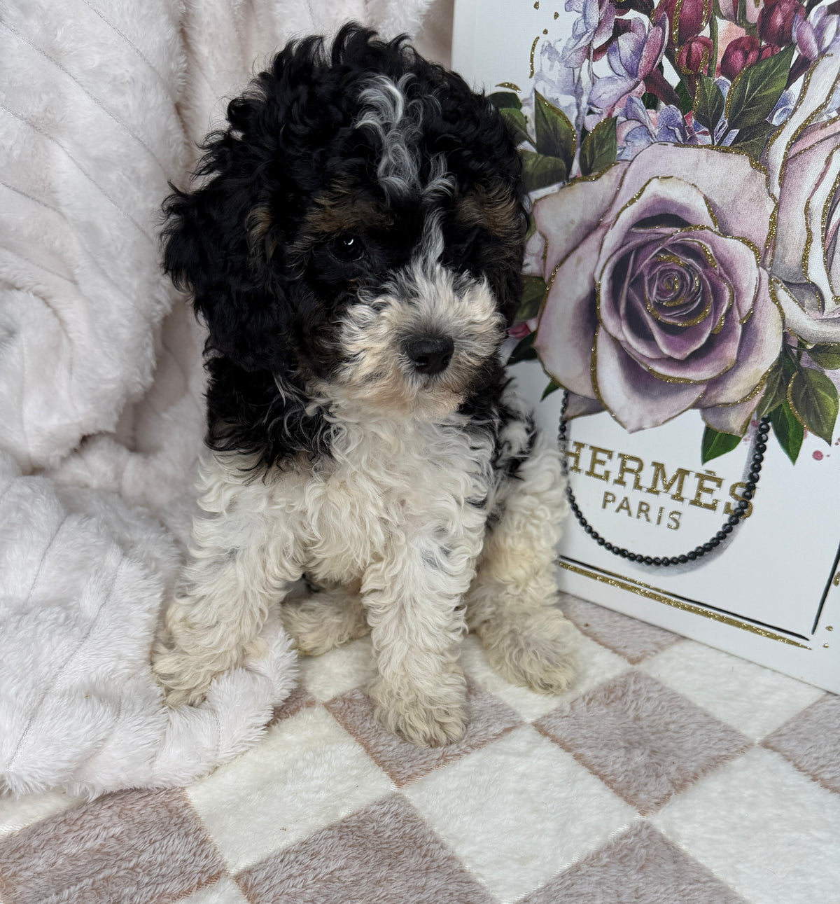 Snickers 🧸 | Male Toy Poodle Puppy