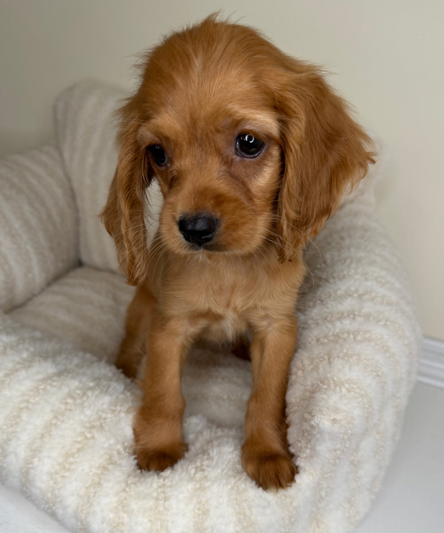 Meet Honey 🍯🤎 Female Cocker Spaniel