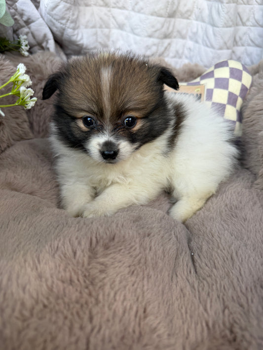 Poppy Rae 🌸 | Female Toy Pomeranian