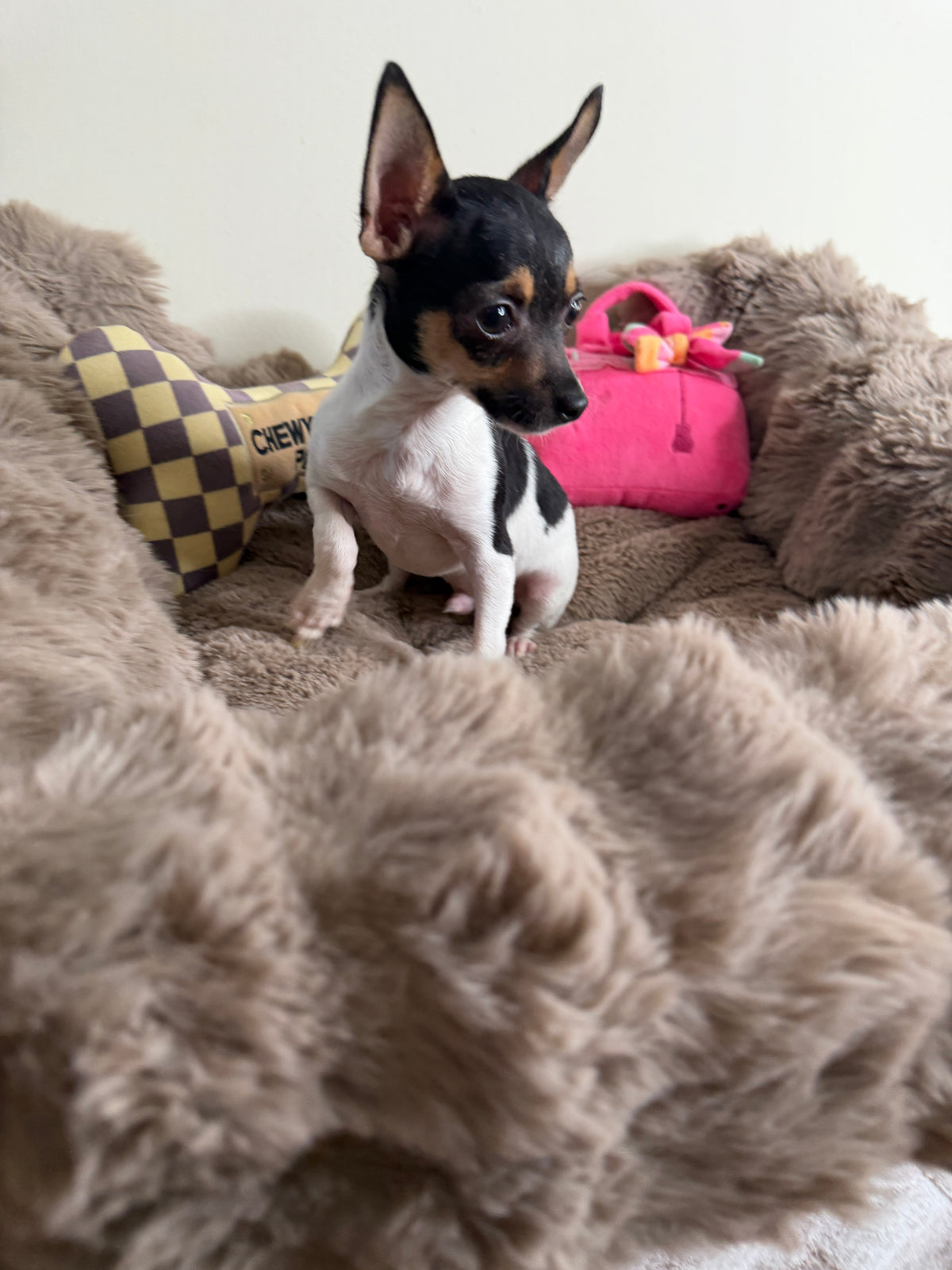 Saint 💙 | Male Toy Chihuahua Puppy