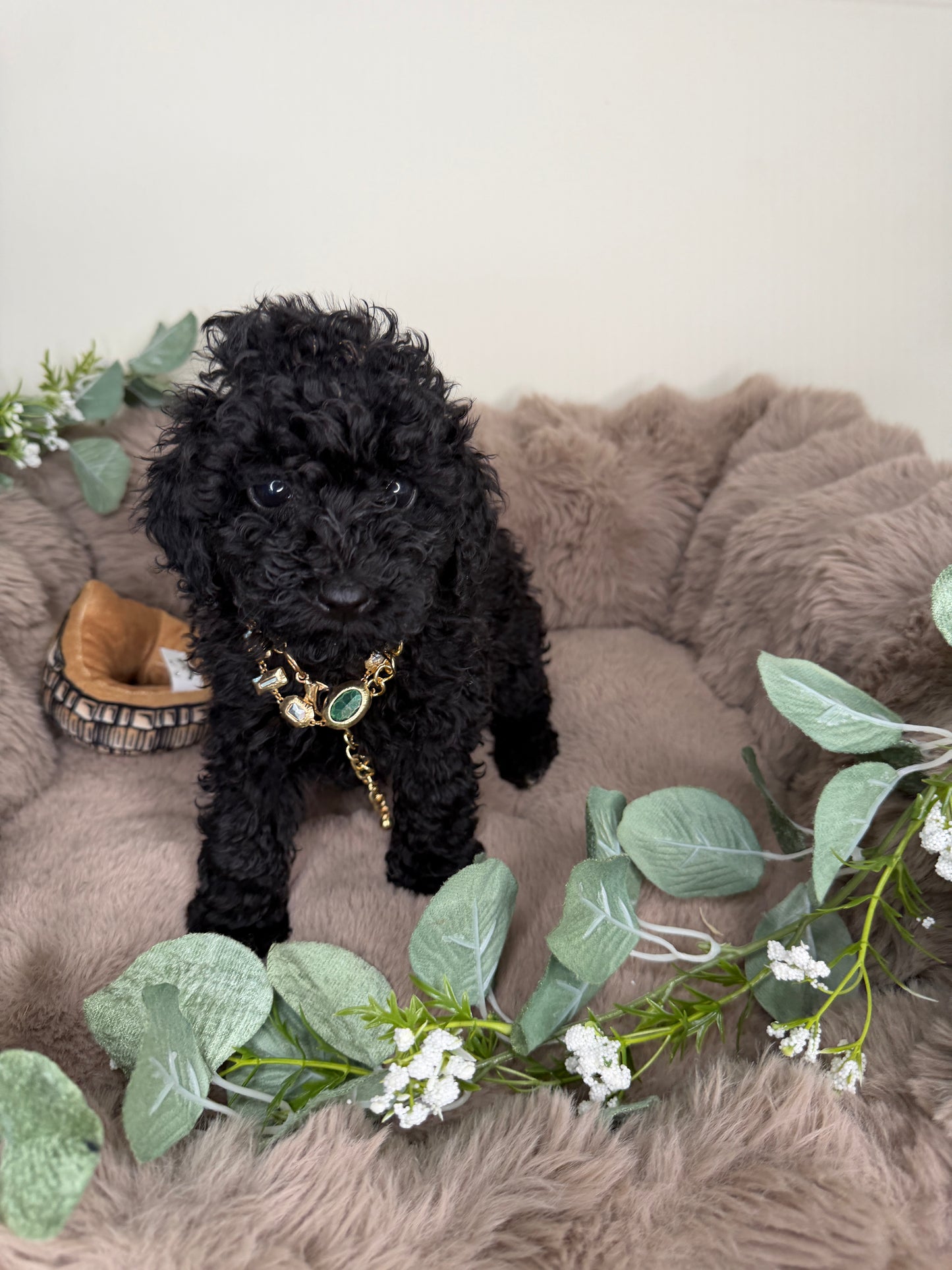 Diva 🖤 | Female Toy Poodle
