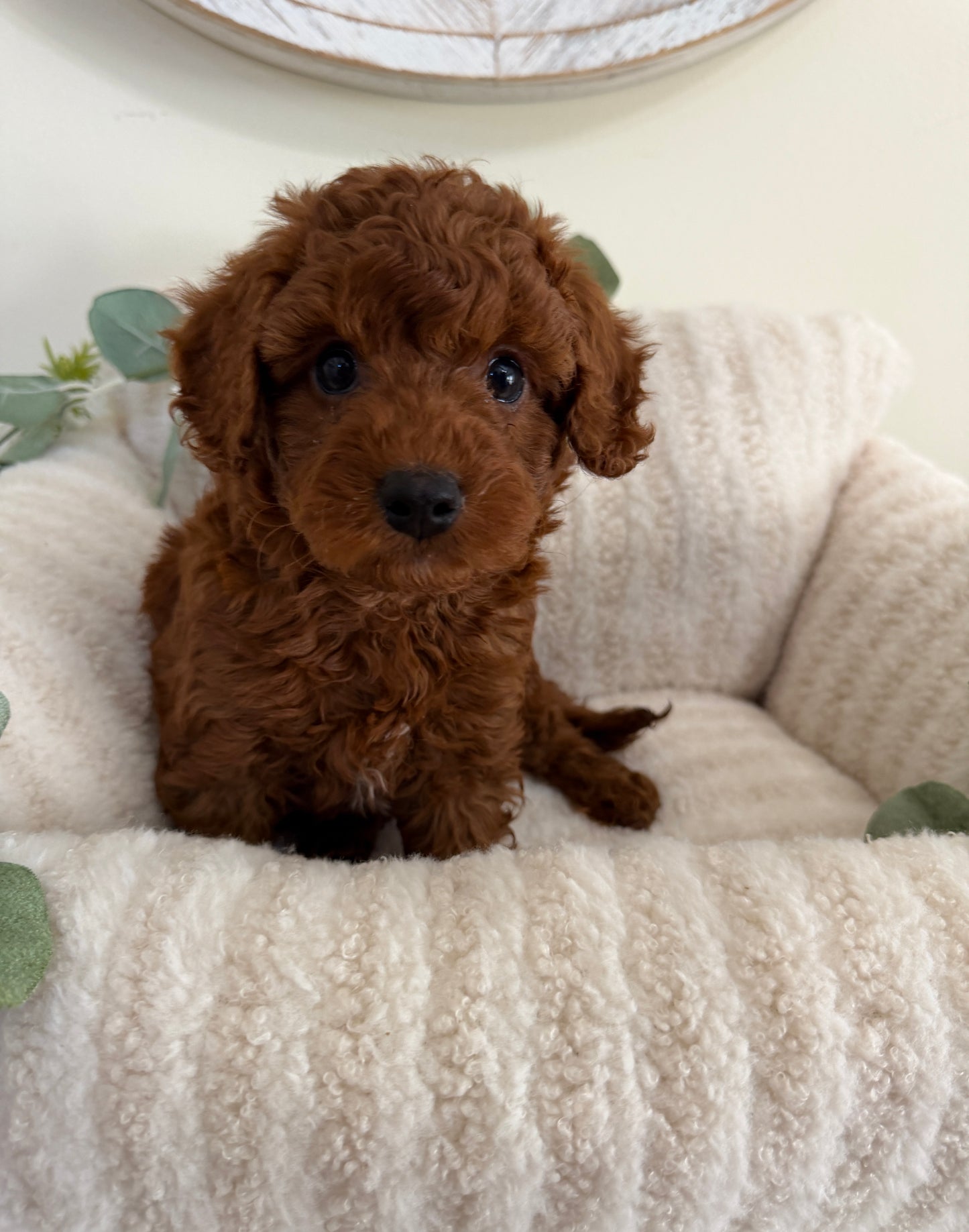 Dallas Walker 🤎 Cavapoo