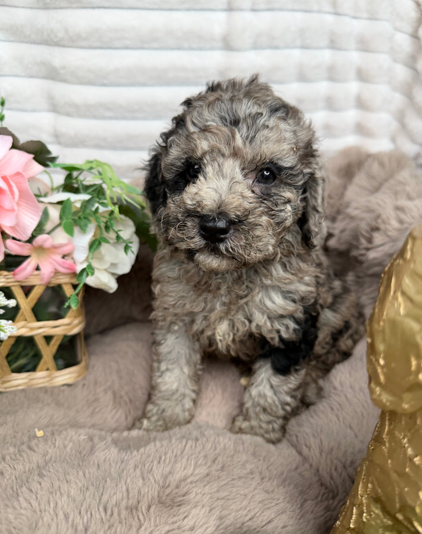 Atlas 💙 | Blue Merle Toy Poodle