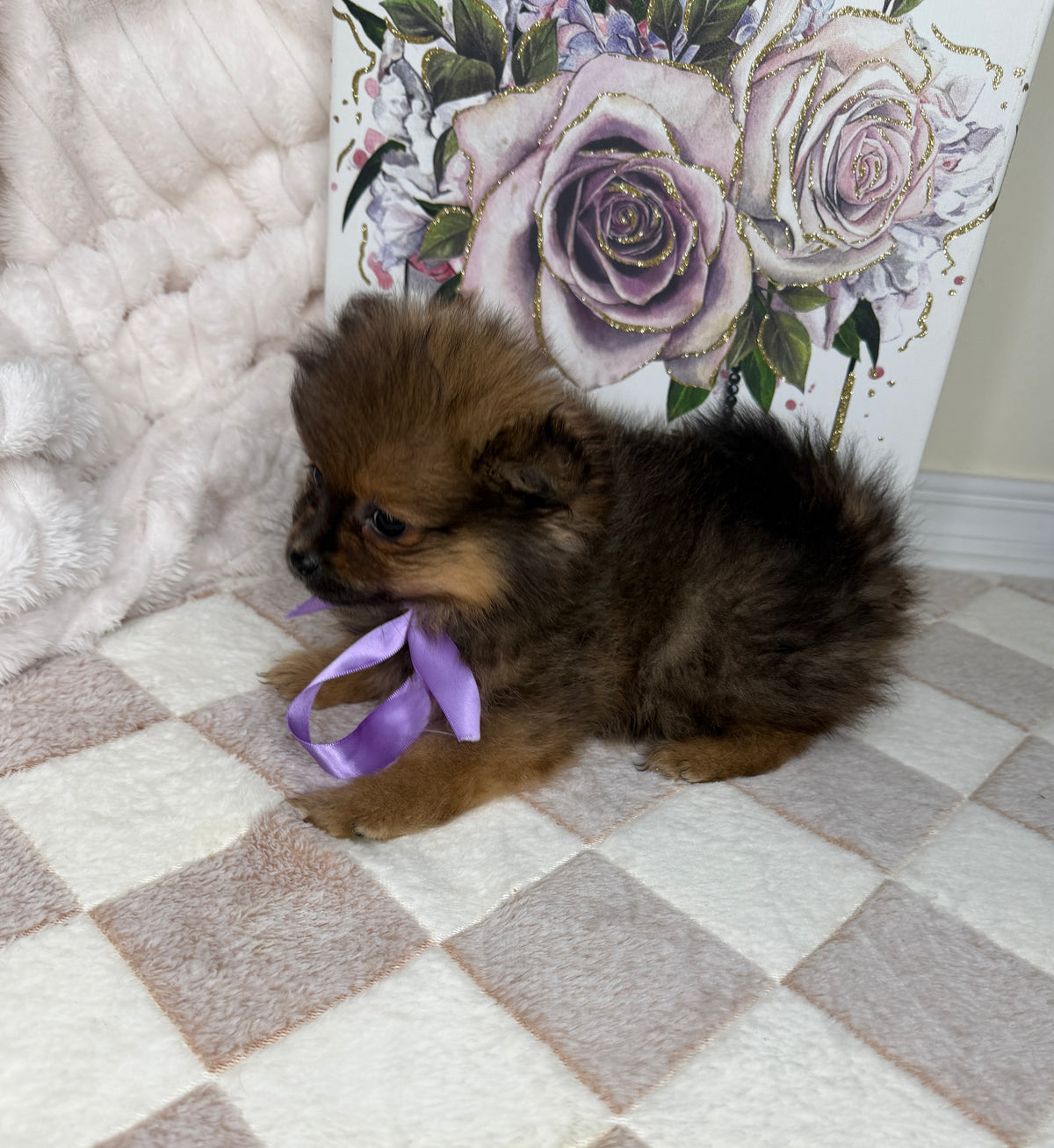 CoCo 🎀 | Female Toy Pomeranian