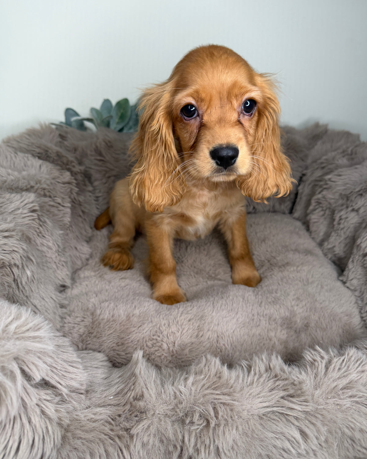 Meet Honey 🍯🤎 Female Cocker Spaniel