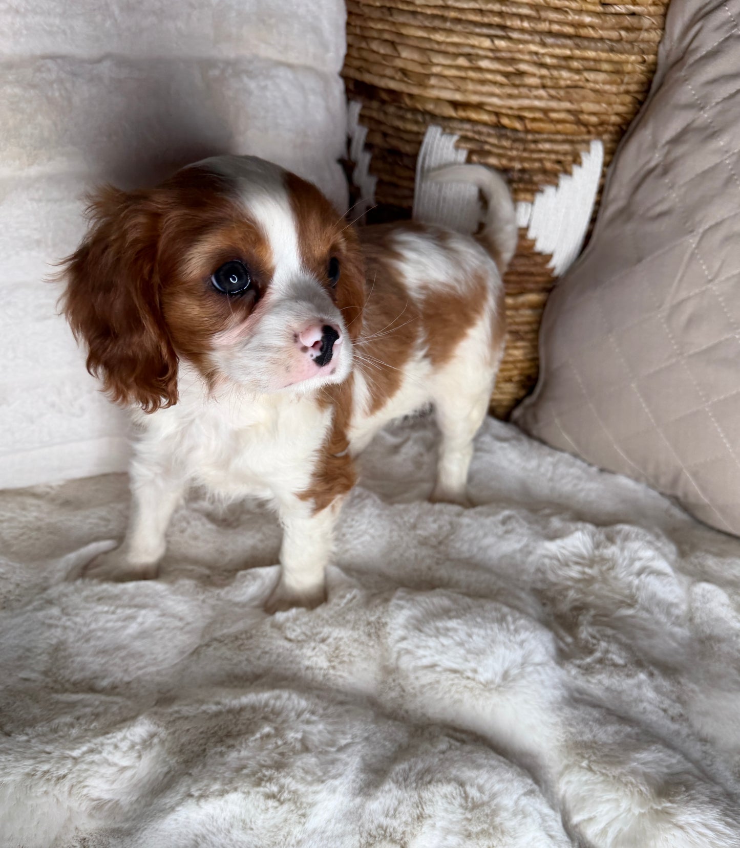 Leo: Male Cavalier King Charles Spaniel