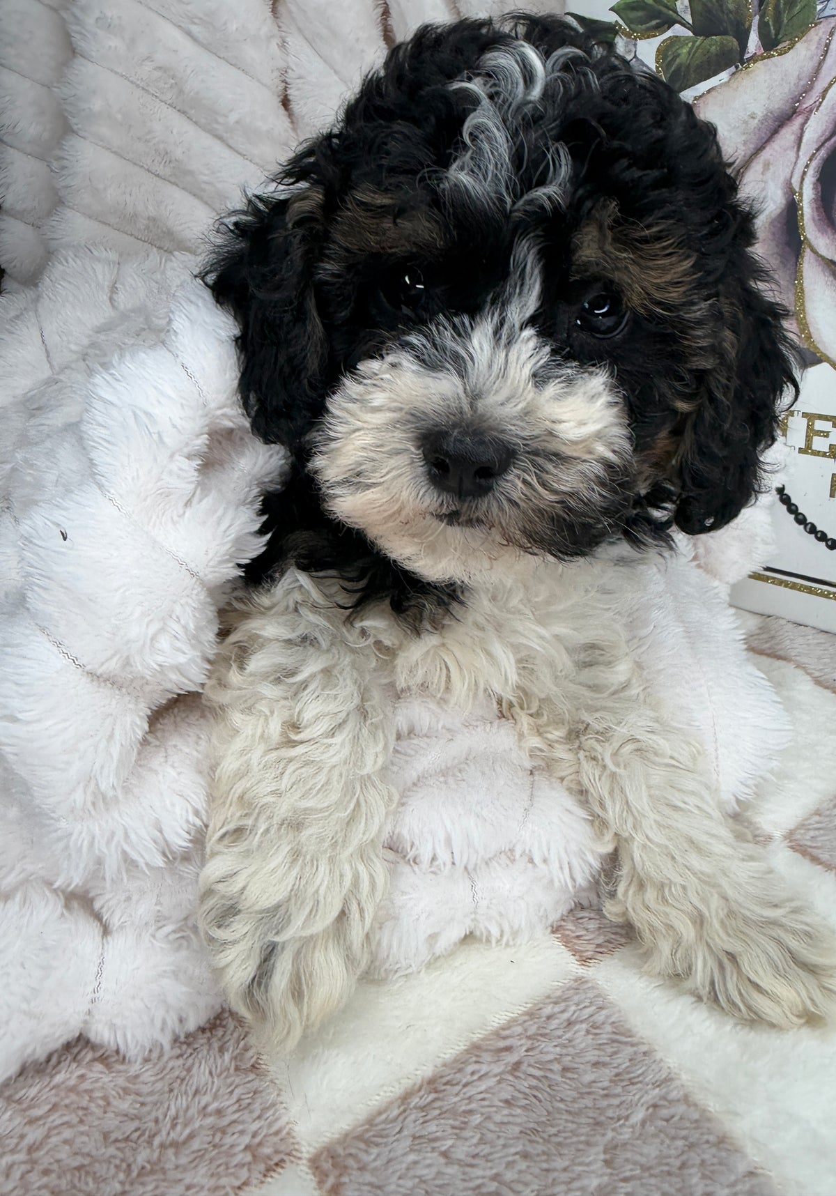 Snickers 🧸 | Male Toy Poodle Puppy