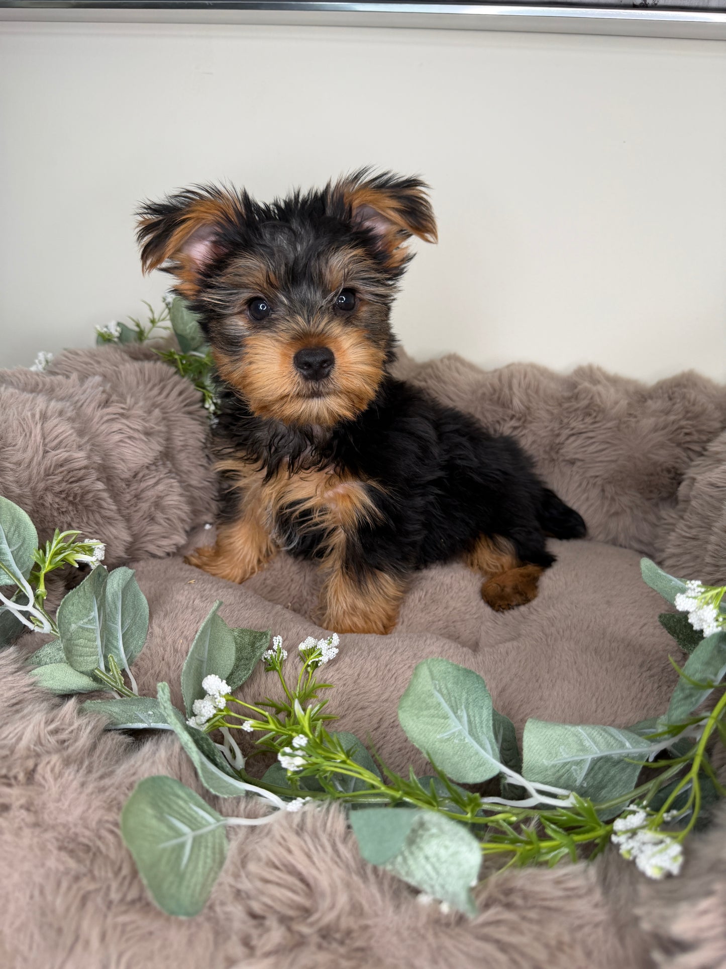 Hugo 💙 | Male Yorkshire Terrier