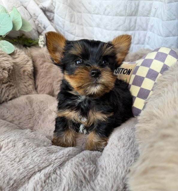 Nico 💙 | Male Toy Yorkie