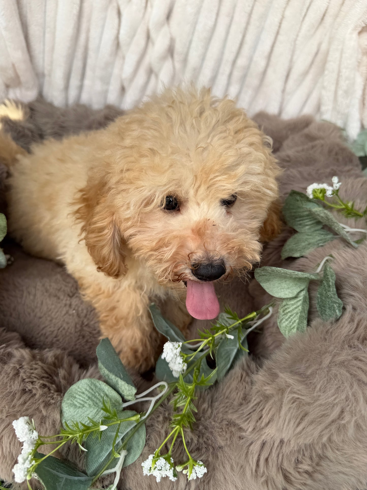 Houston 🧸 | Male Teddy Bear Puppy