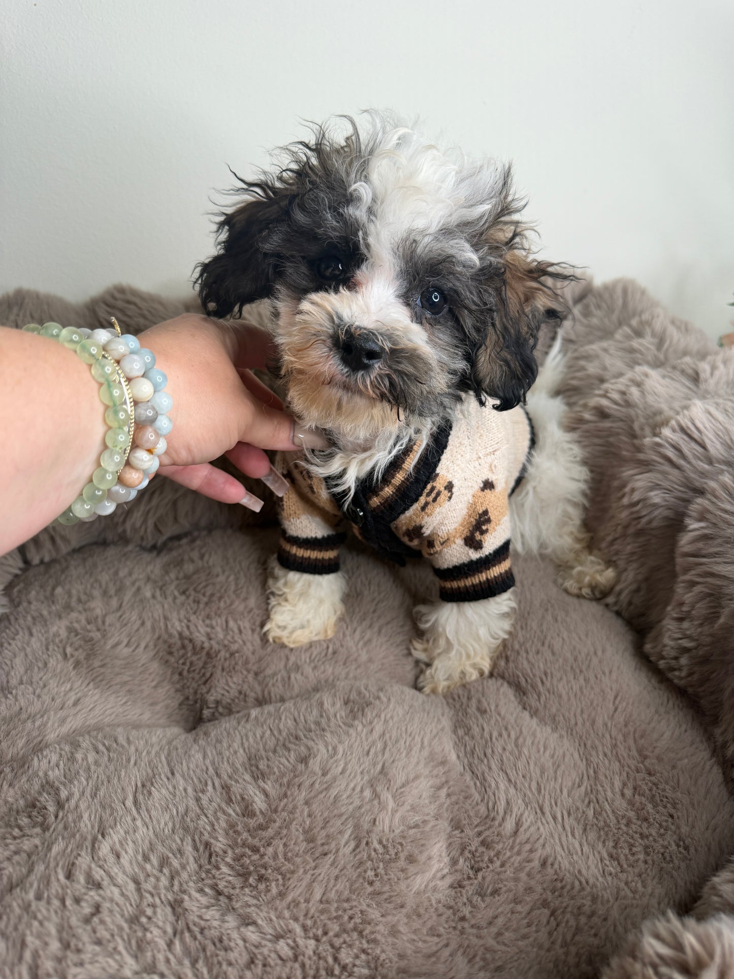 Phillip “Phil” 🐾 | Male Maltipoo