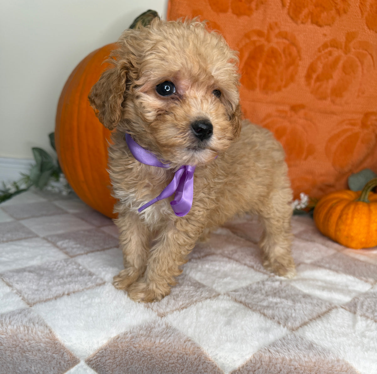 Peaches: Apricot Toy Poodle