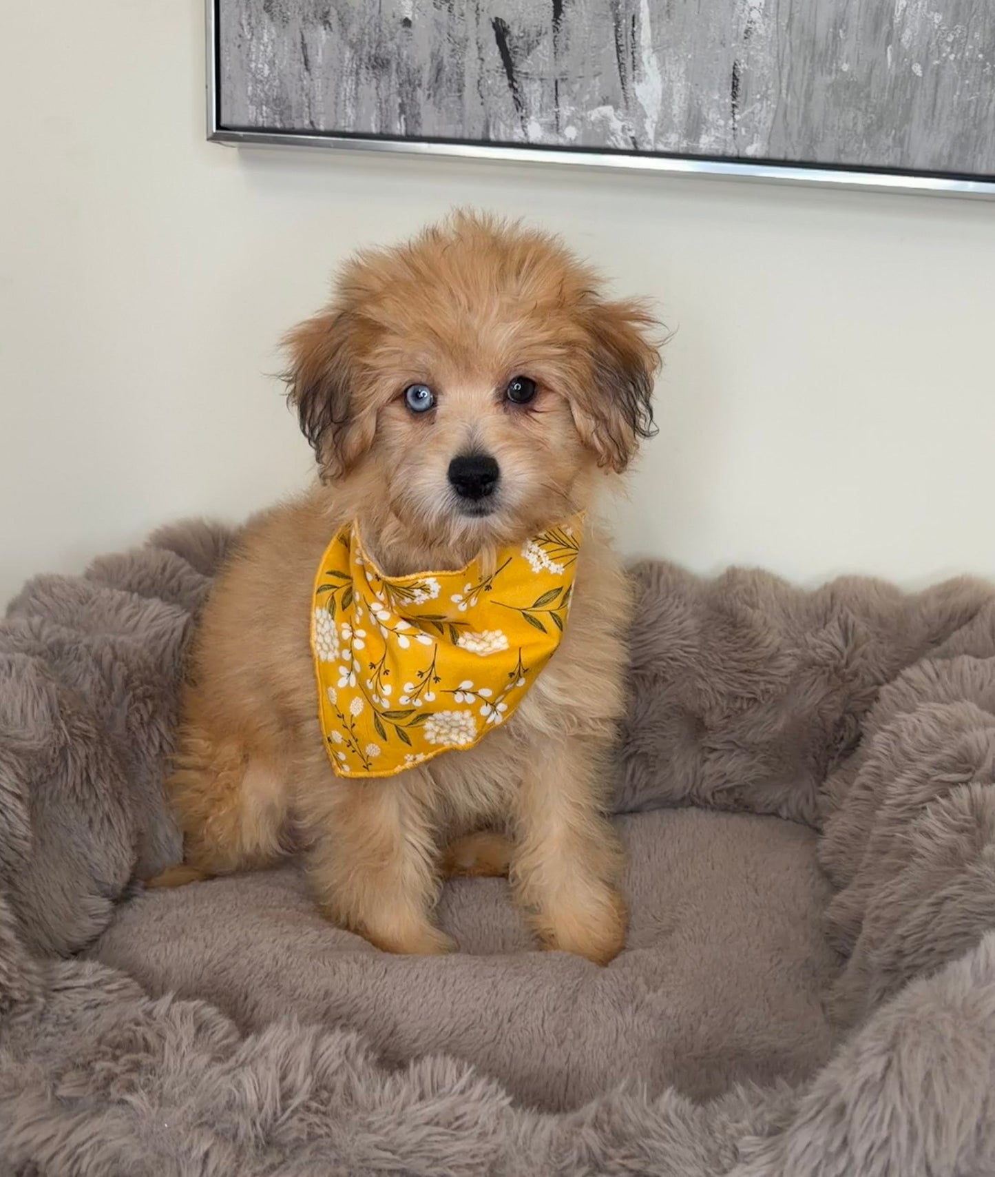 “Xena” Miniature Pomapoo!