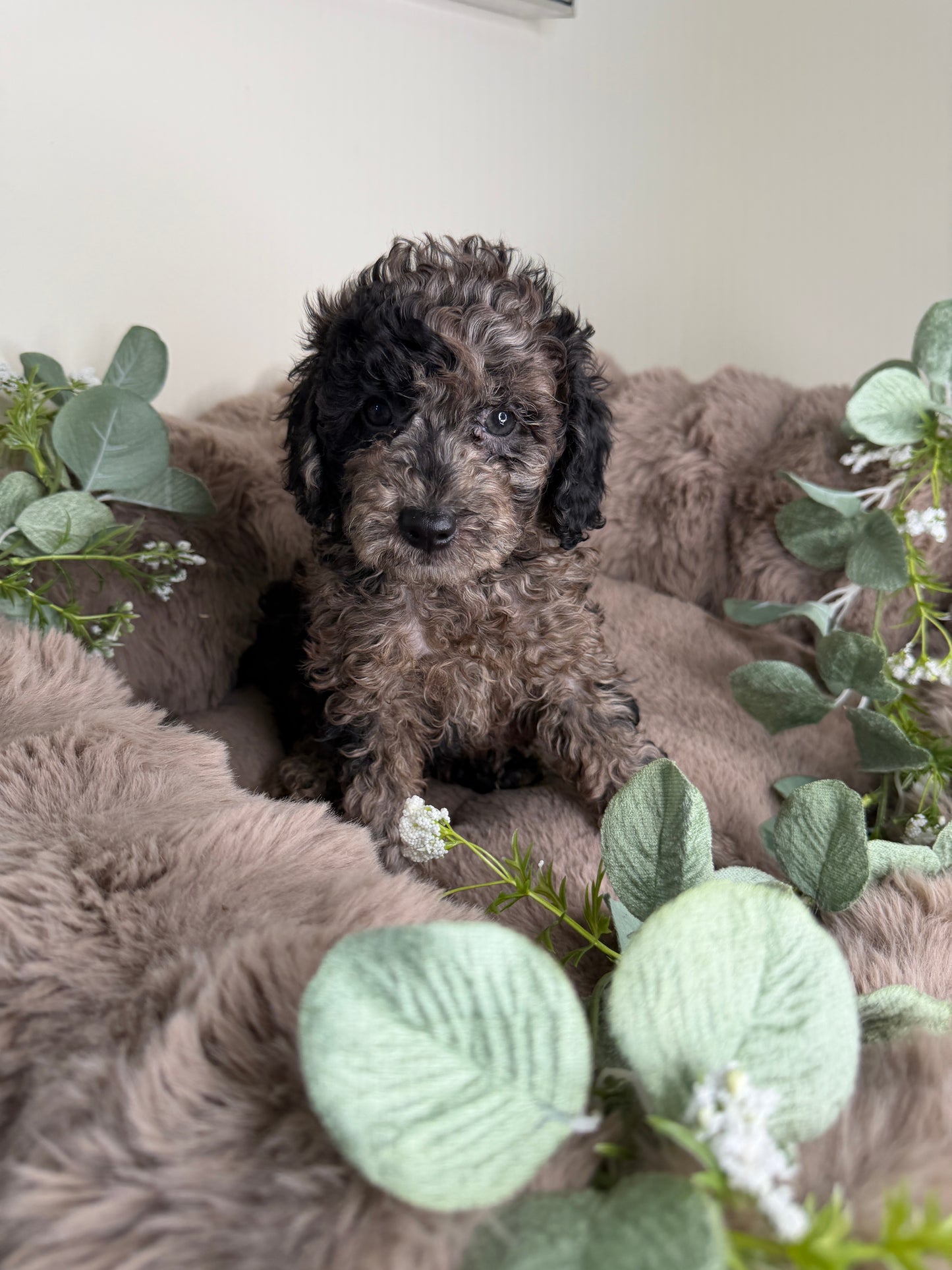 Apollo 💙 | Male Blue Merle Toy Poodle