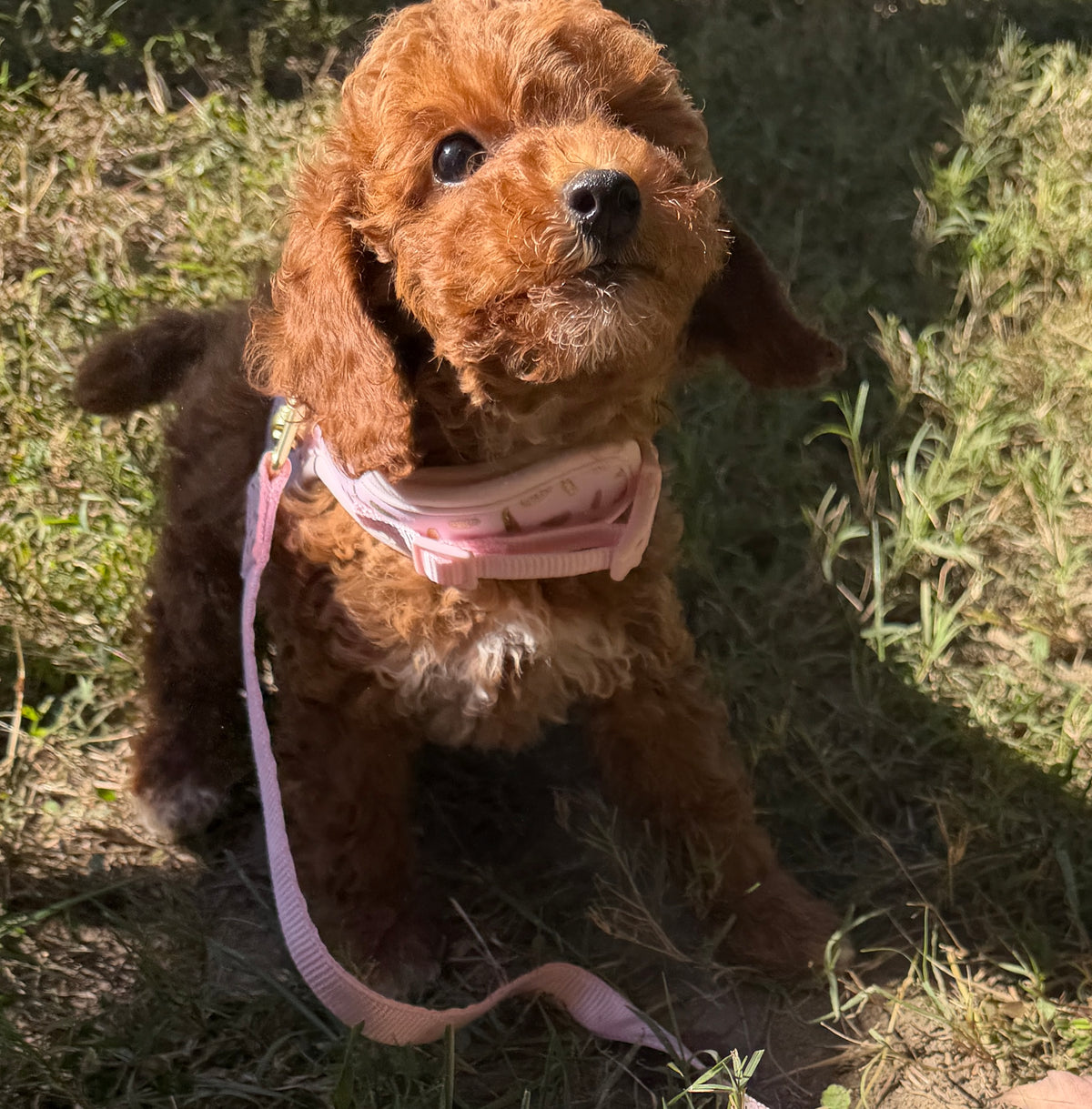 Ruby Rose 🌹 Toy Poodle