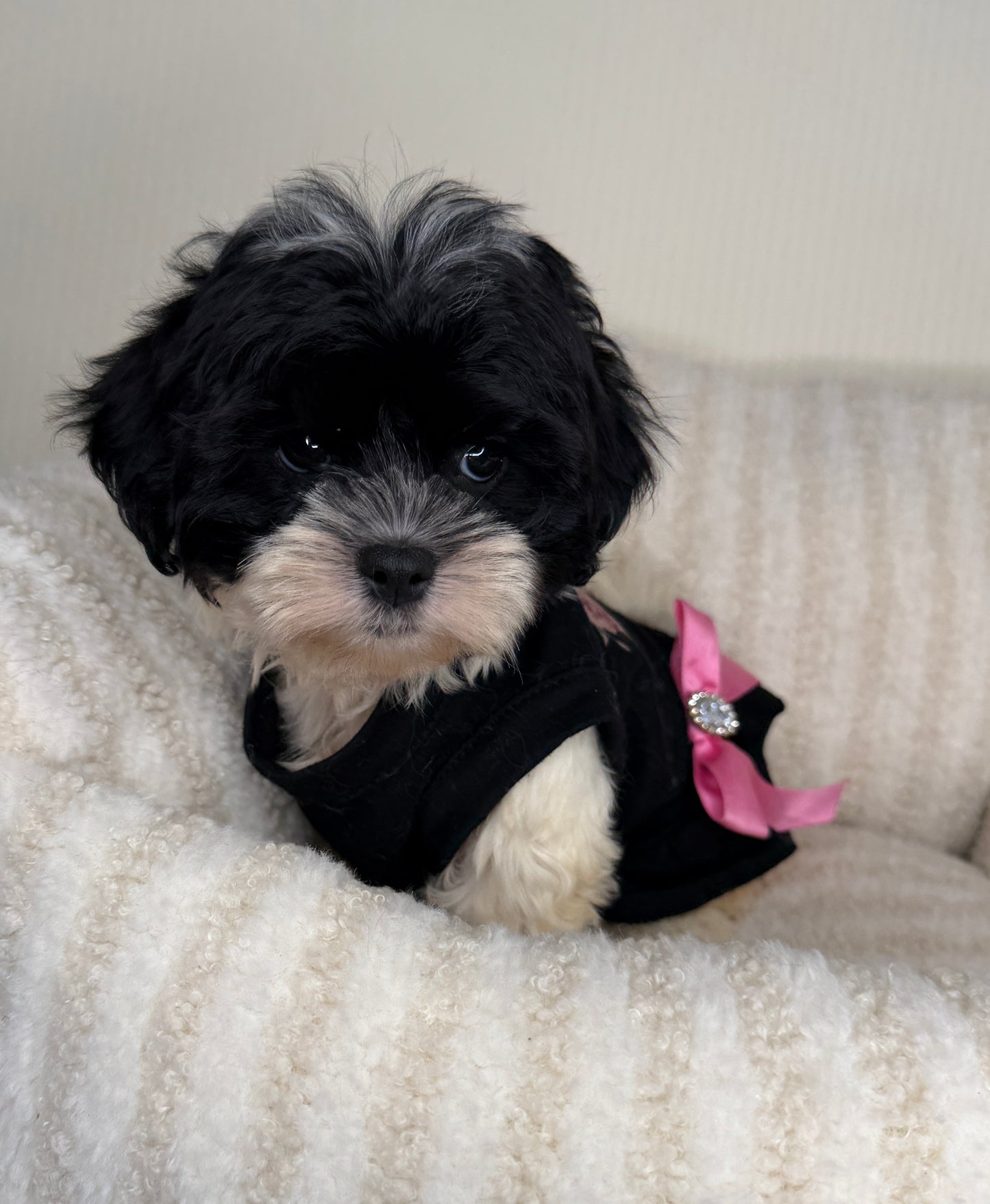 Meet Boba Female Teddy Bear 🐼🎀